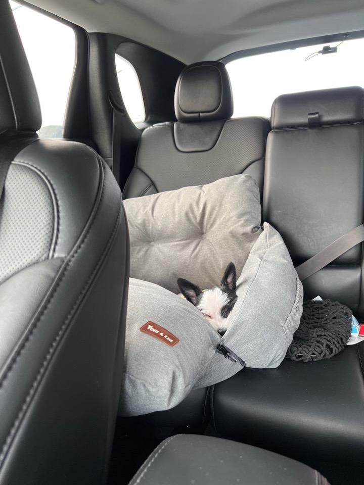 아산에서 구조된 리코(포포)입니다~!