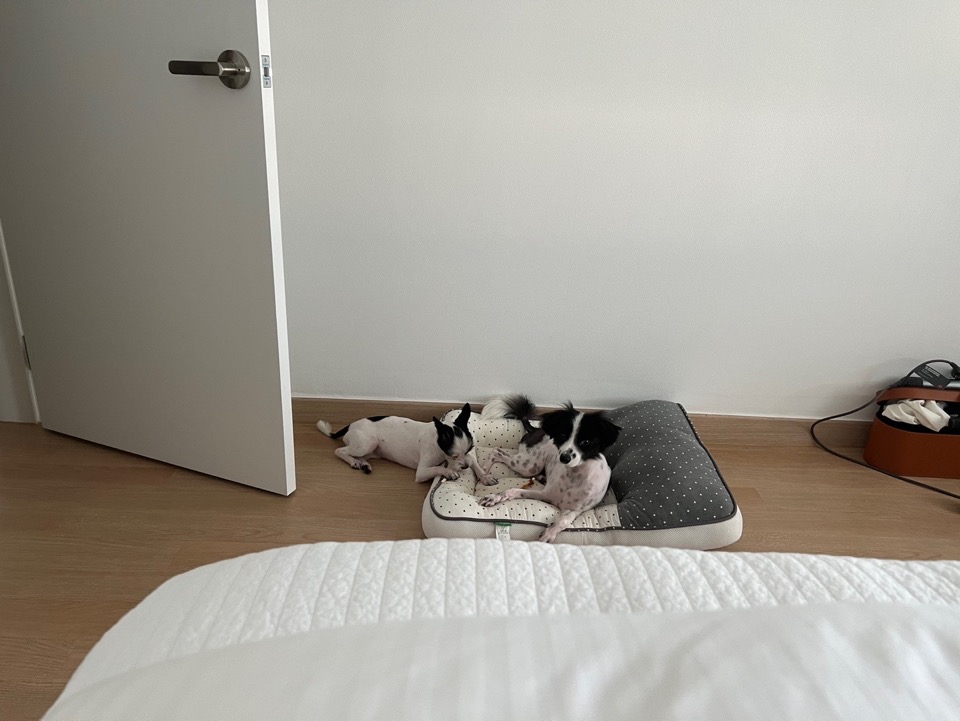 아산에서 구조된 리코(포포)입니다~!