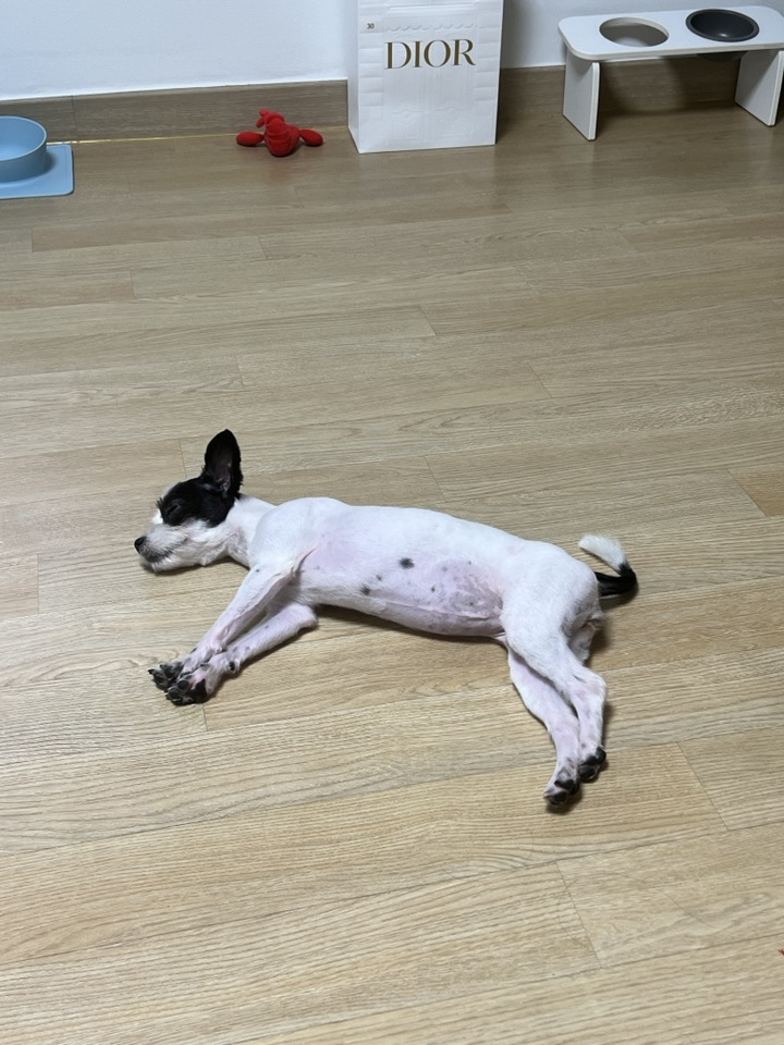 아산에서 구조된 리코(포포)입니다~!