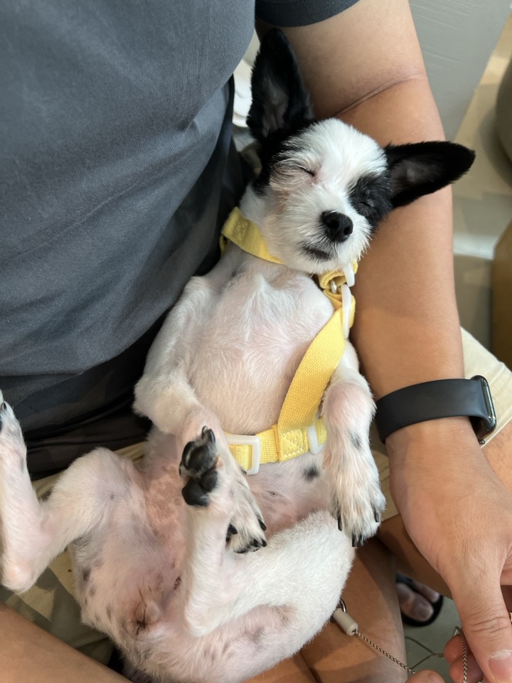 아산에서 구조된 리코(포포)입니다~!