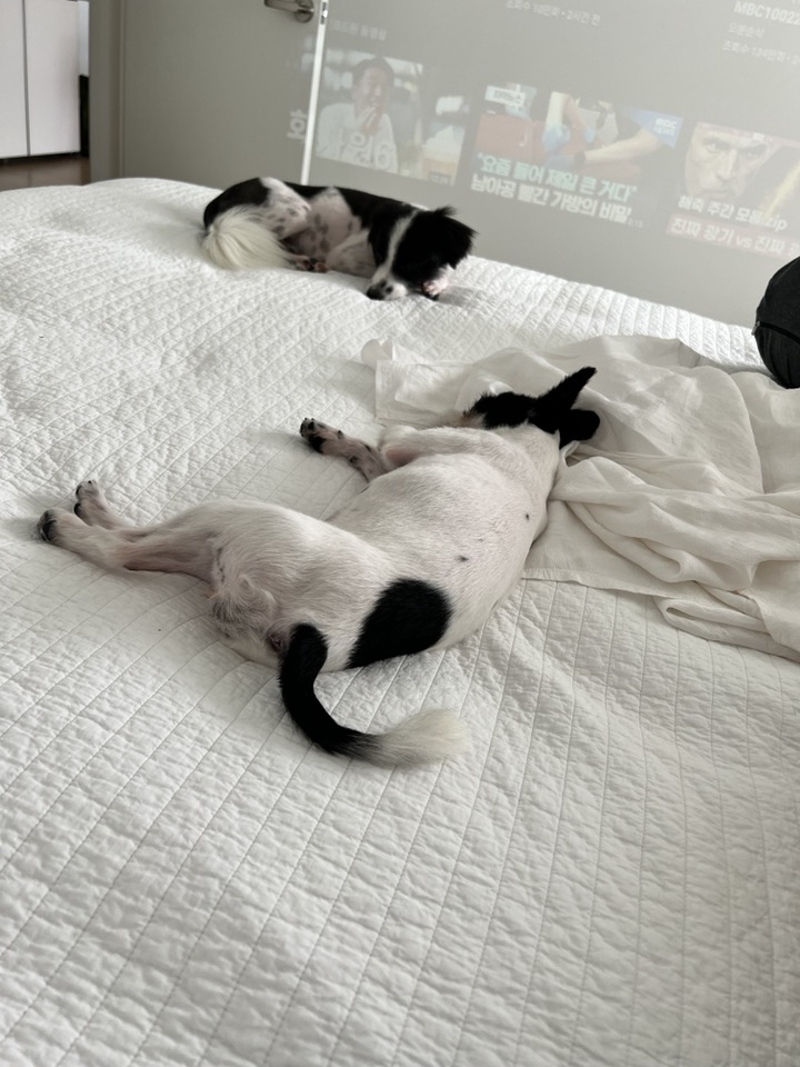 아산에서 구조된 리코(포포)입니다~!