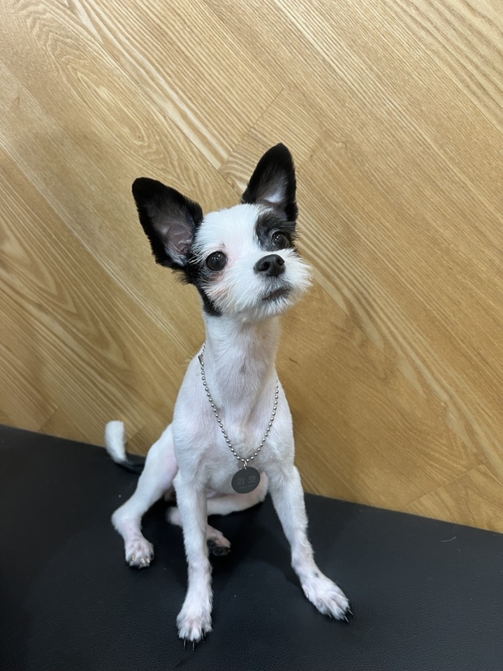 아산에서 구조된 리코(포포)입니다~!