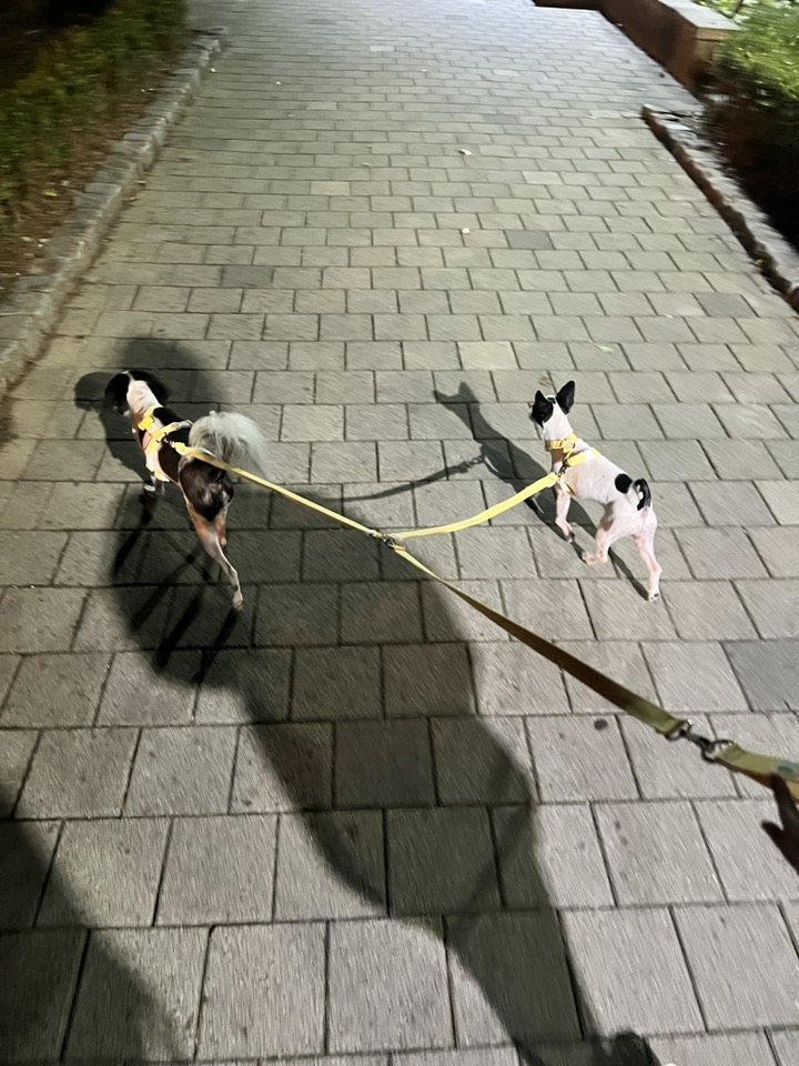 아산에서 구조된 리코(포포)입니다~!