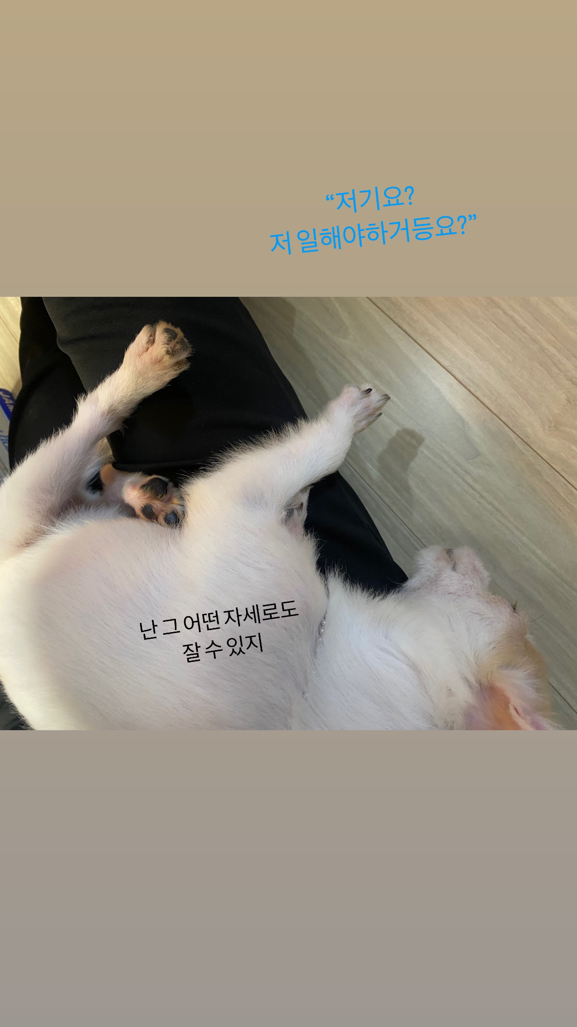 사랑스런 버터(쿠나) 임보후기