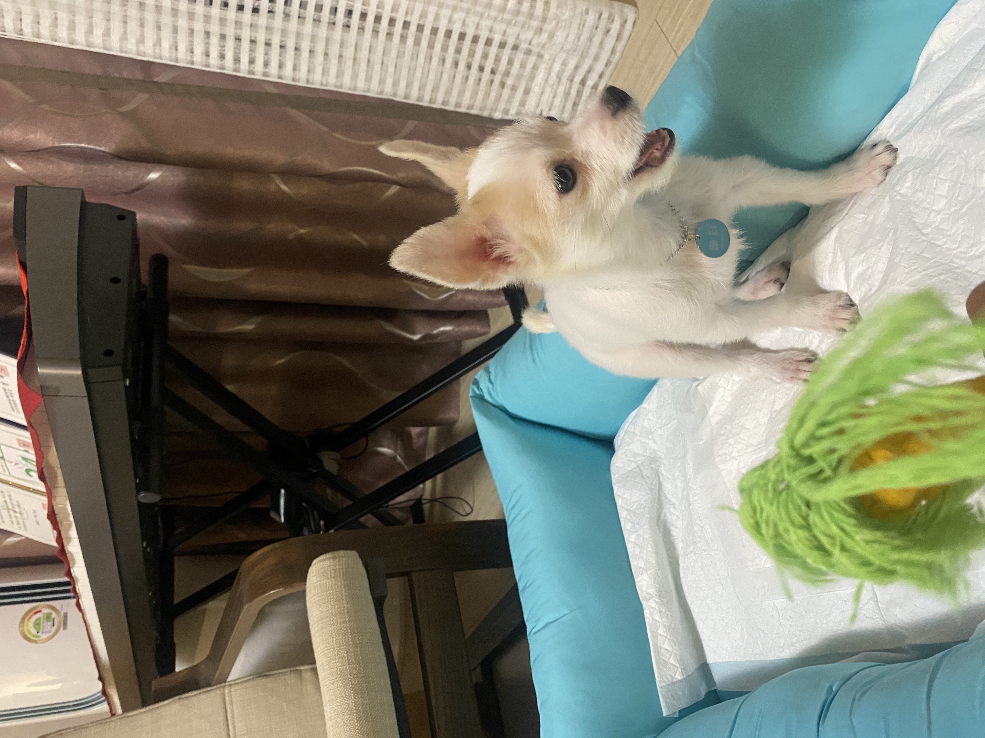 사랑스런 버터(쿠나) 임보후기