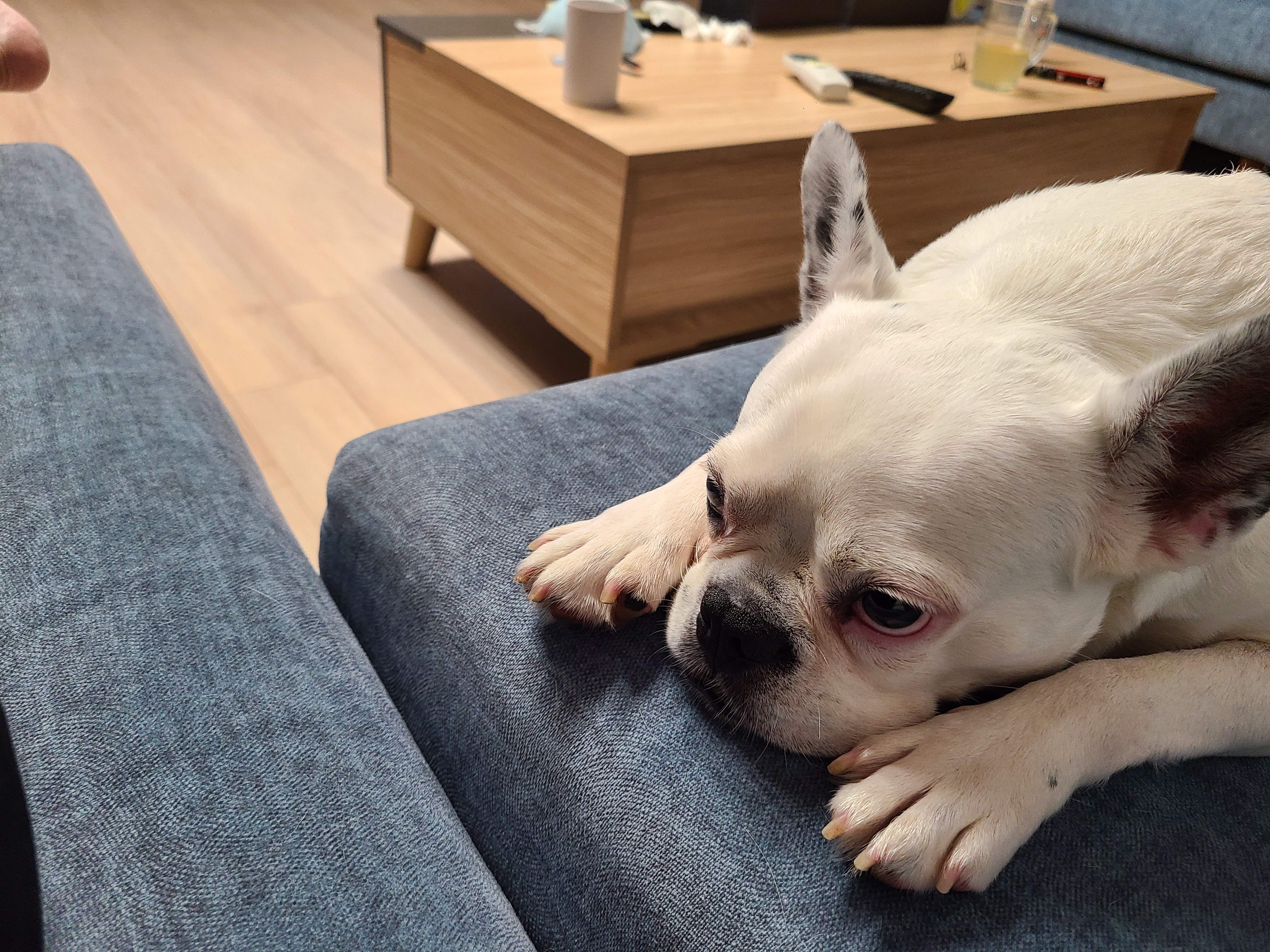 애둥이 반 년. 보통의 강아지로 거듭나는 중입니다.