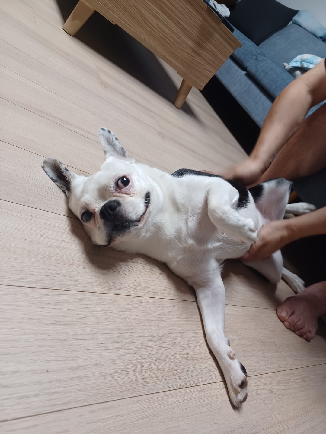 애둥이 반 년. 보통의 강아지로 거듭나는 중입니다.