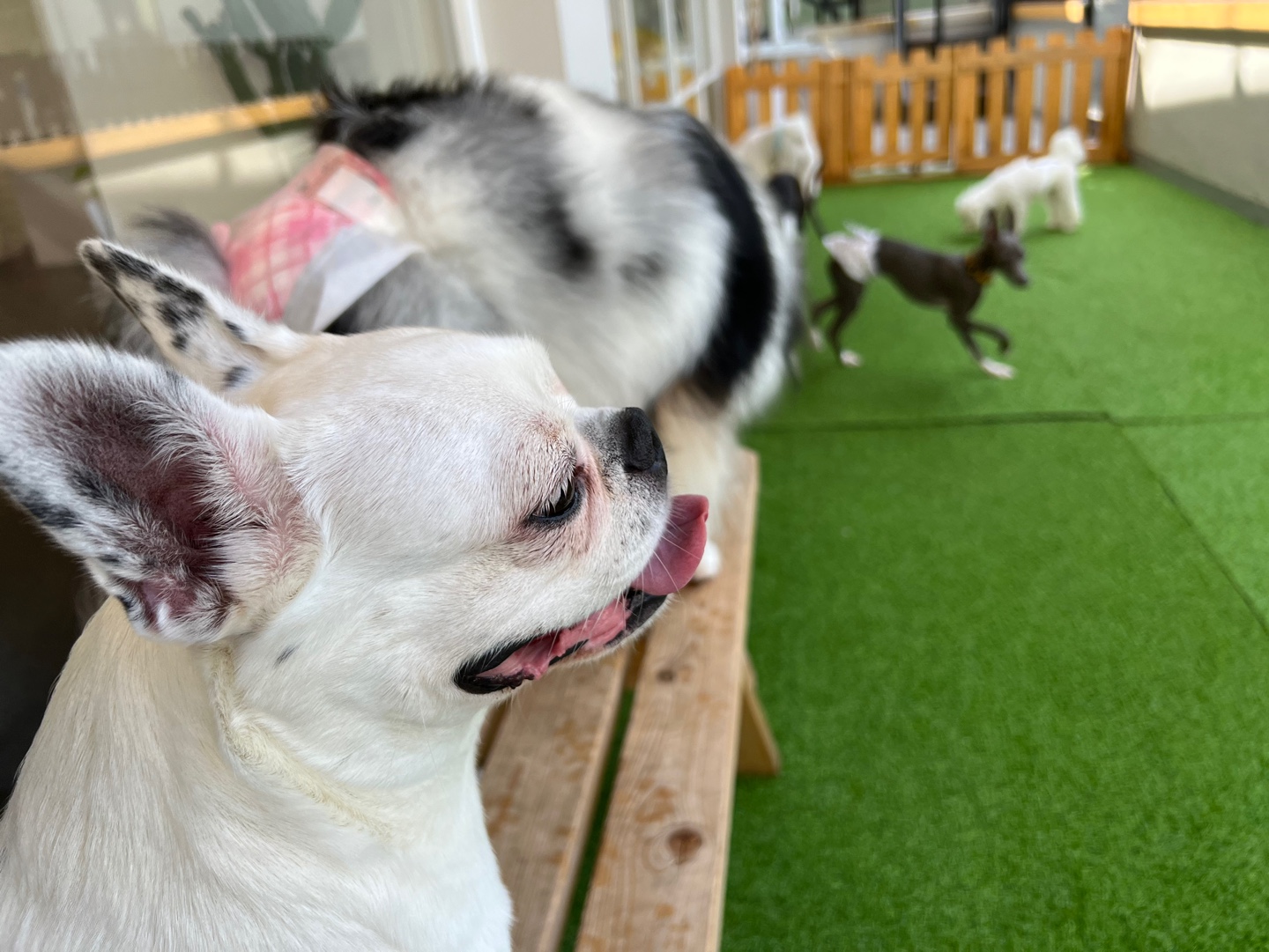 애둥이 반 년. 보통의 강아지로 거듭나는 중입니다.