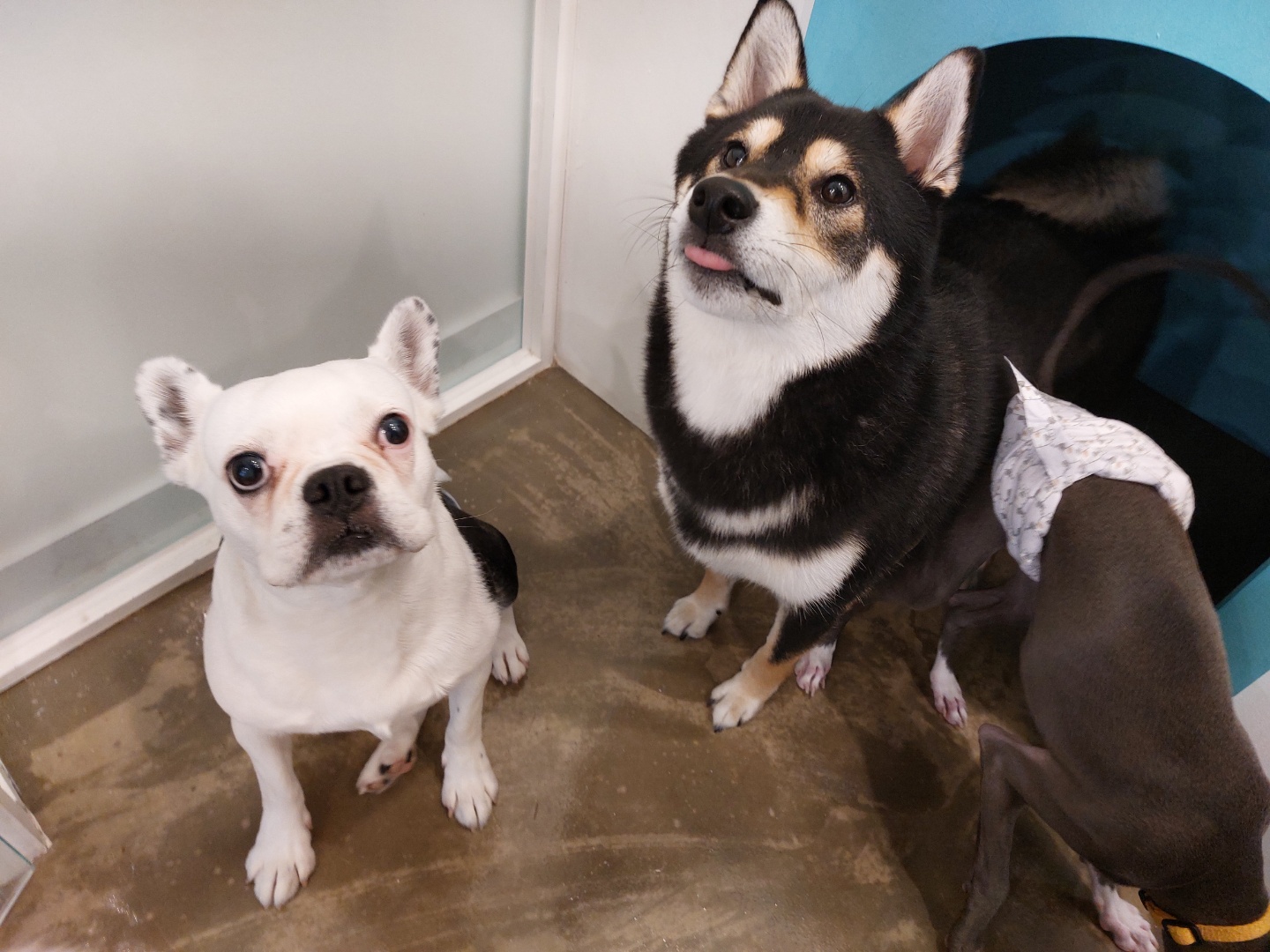 애둥이 반 년. 보통의 강아지로 거듭나는 중입니다.