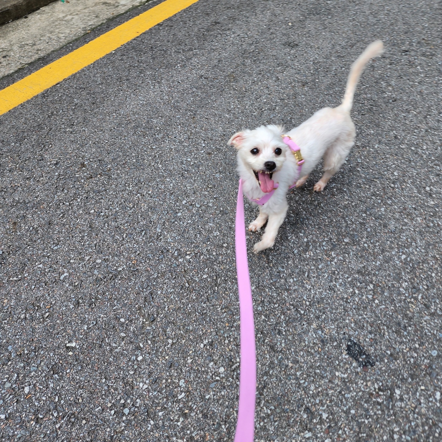 사랑둥이 린티 임보 일기 1차♡