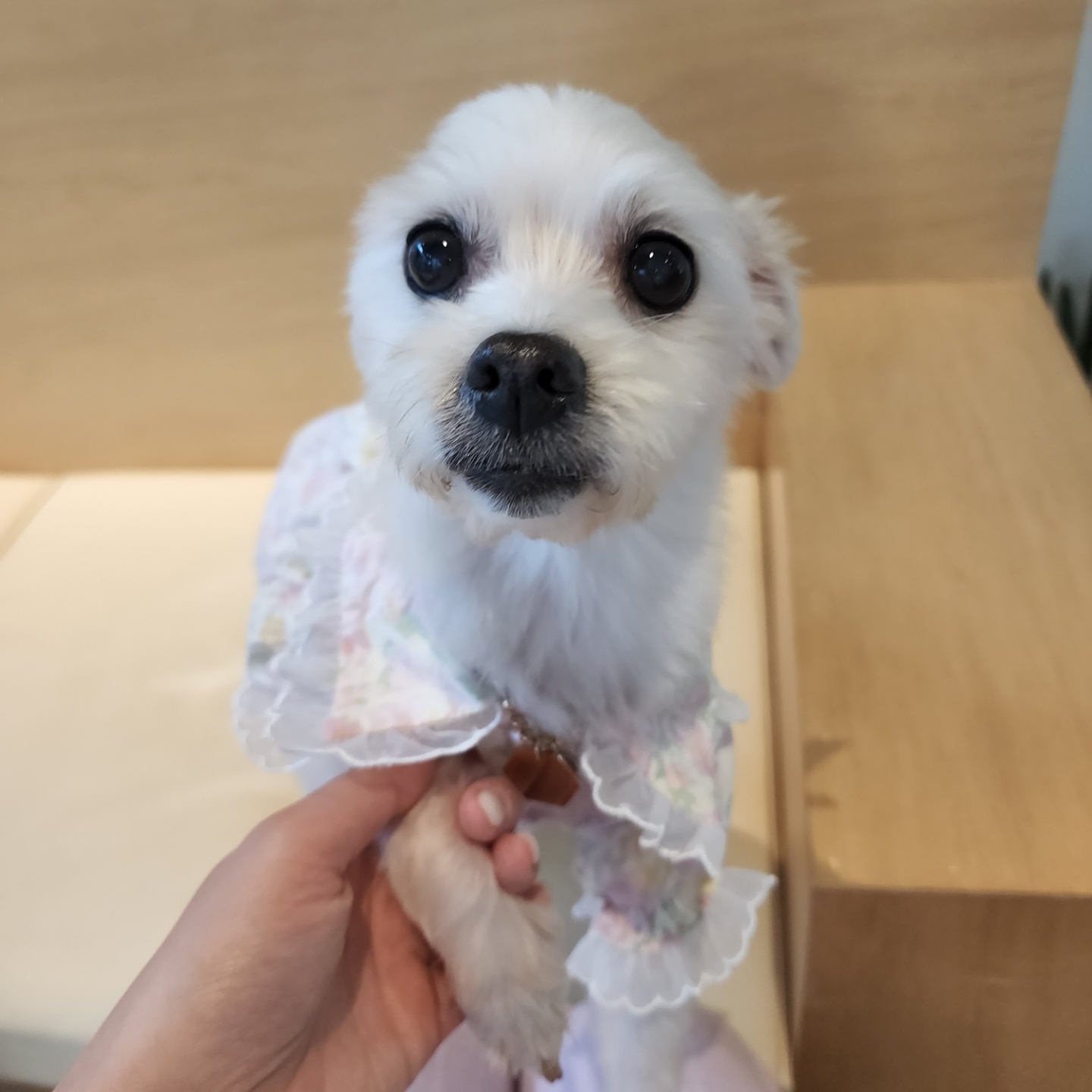 사랑둥이 린티 임보 일기 1차♡