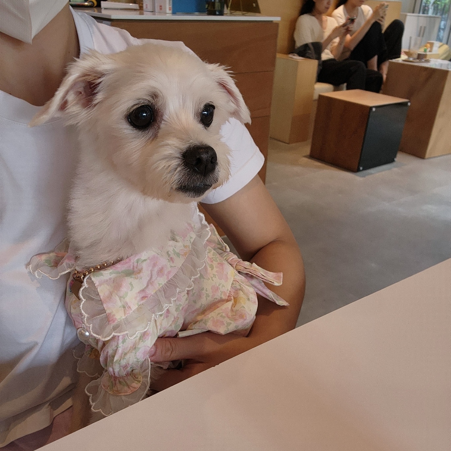 사랑둥이 린티 임보 일기 1차♡