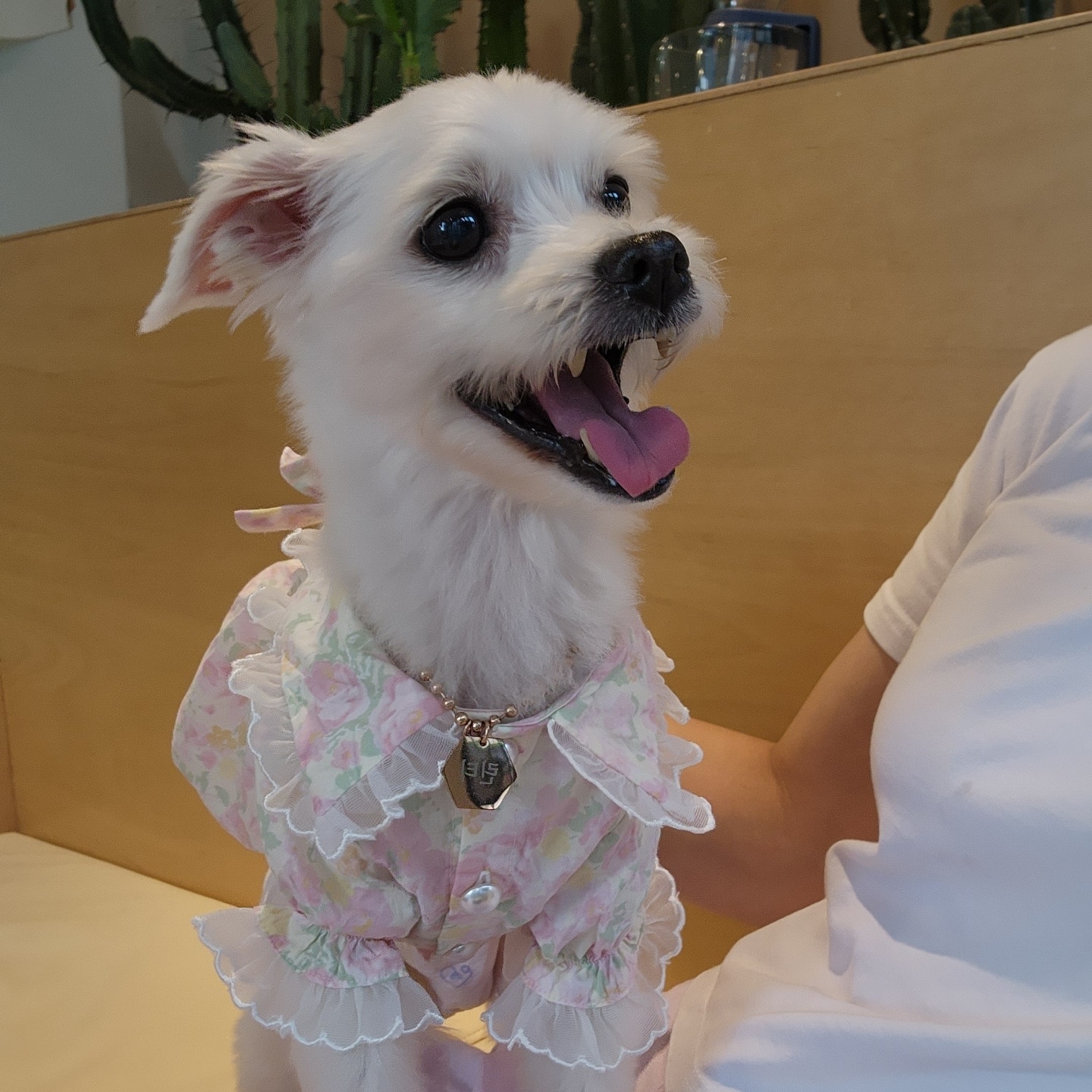 사랑둥이 린티 임보 일기 1차♡