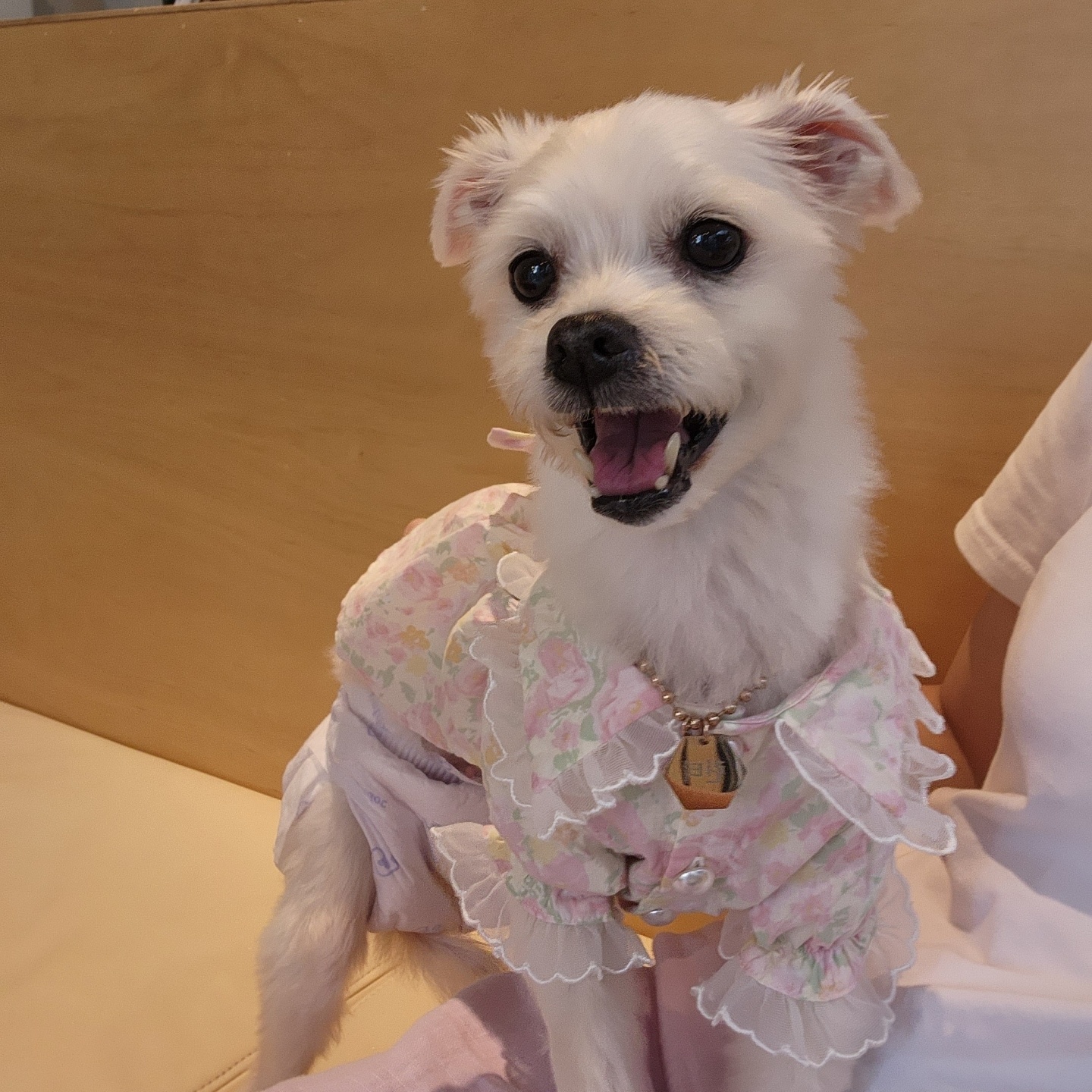 사랑둥이 린티 임보 일기 1차♡