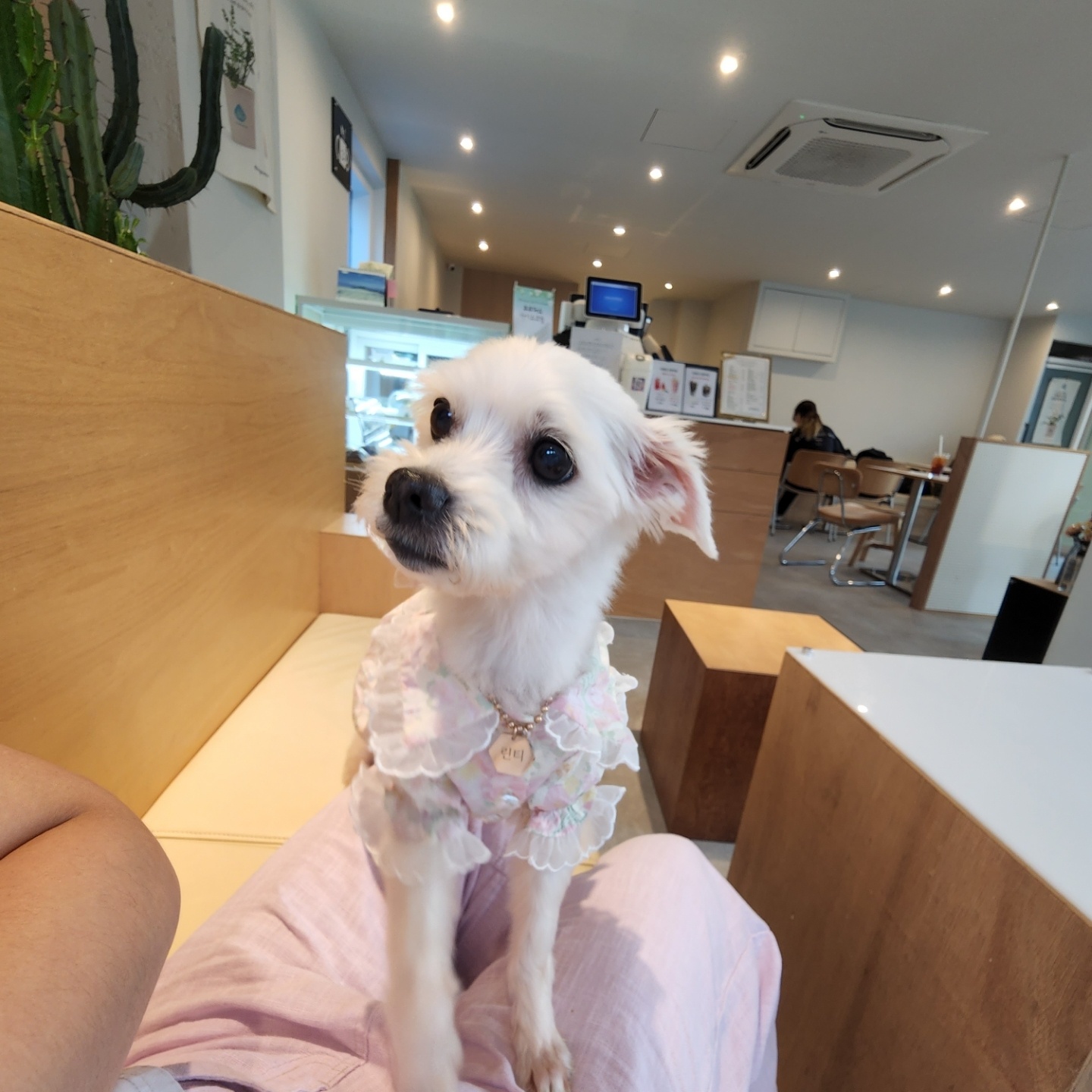 사랑둥이 린티 임보 일기 1차♡