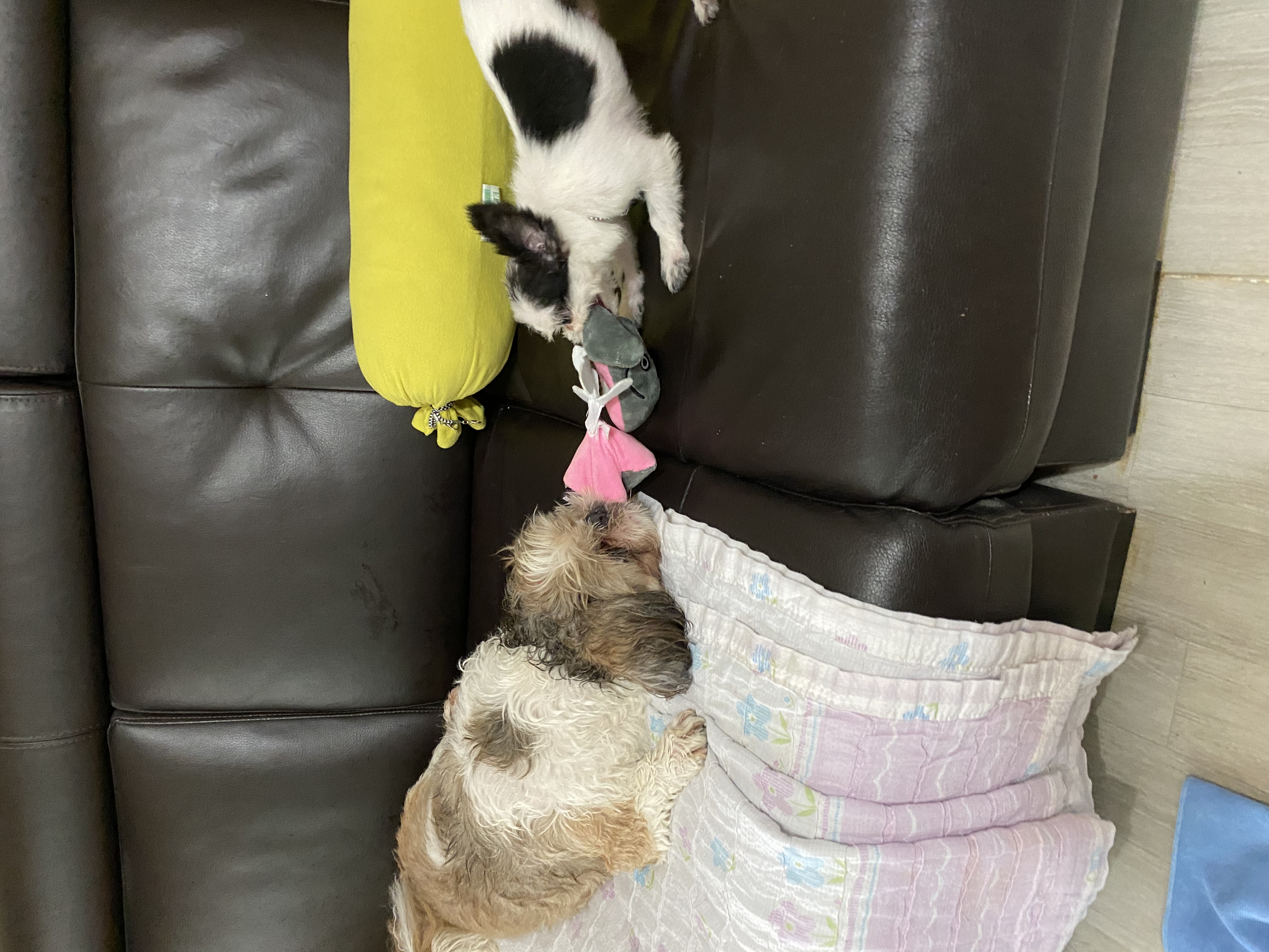 아산구조 덕호입니다.