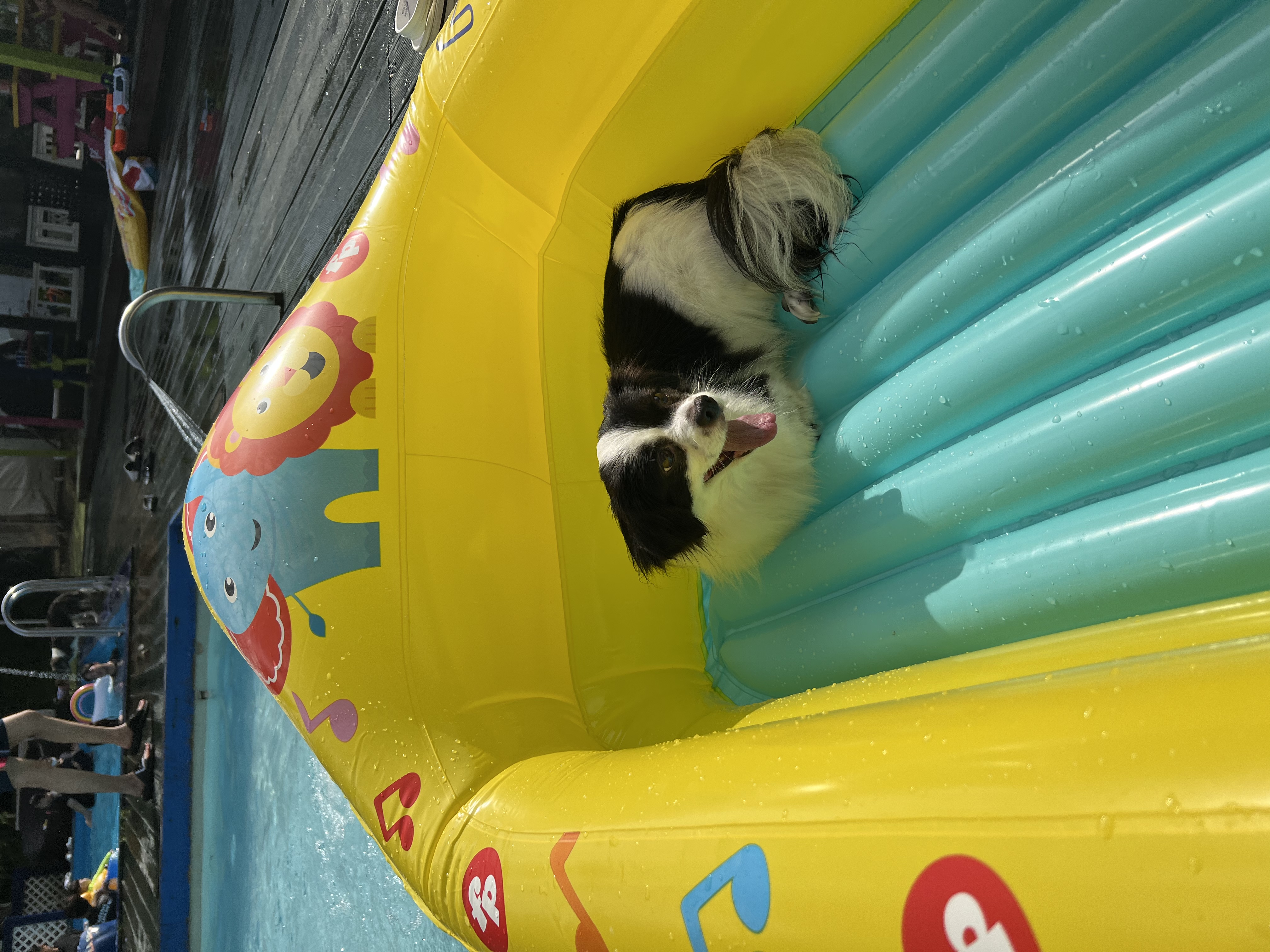 시유(모네) 첫 물놀이입니다