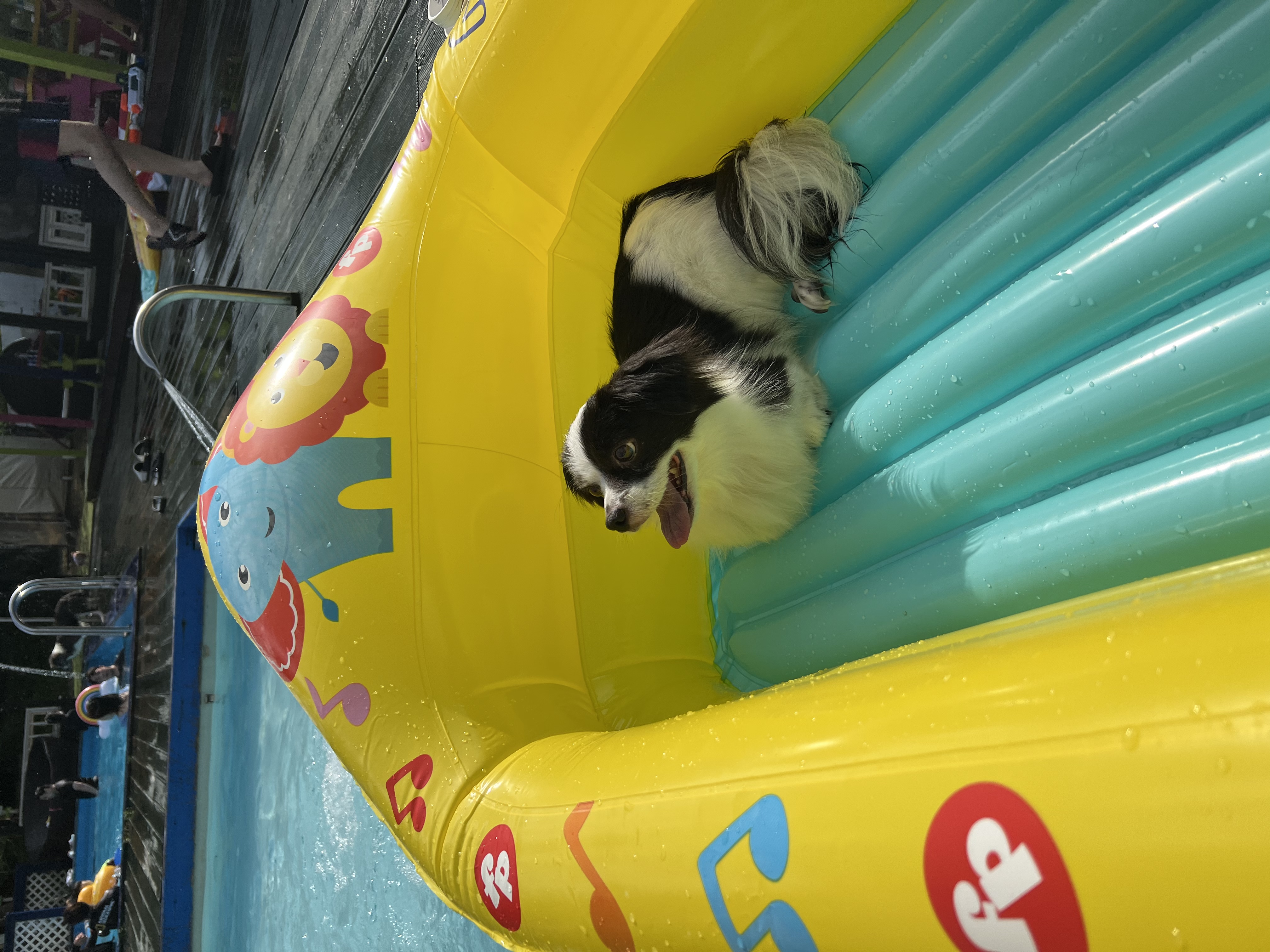 시유(모네) 첫 물놀이입니다