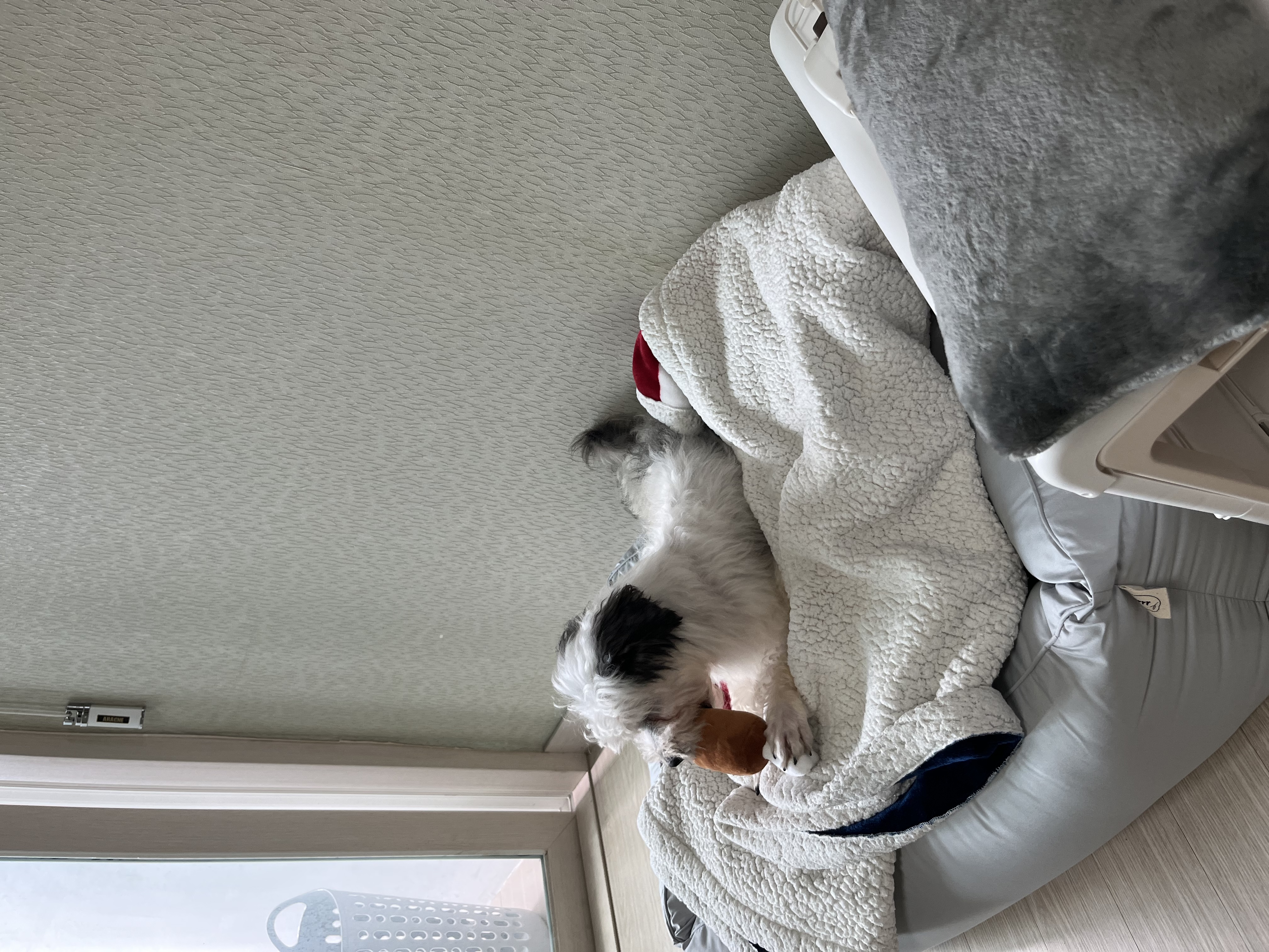 비뭉이(밀리) 일주일 입양 후기