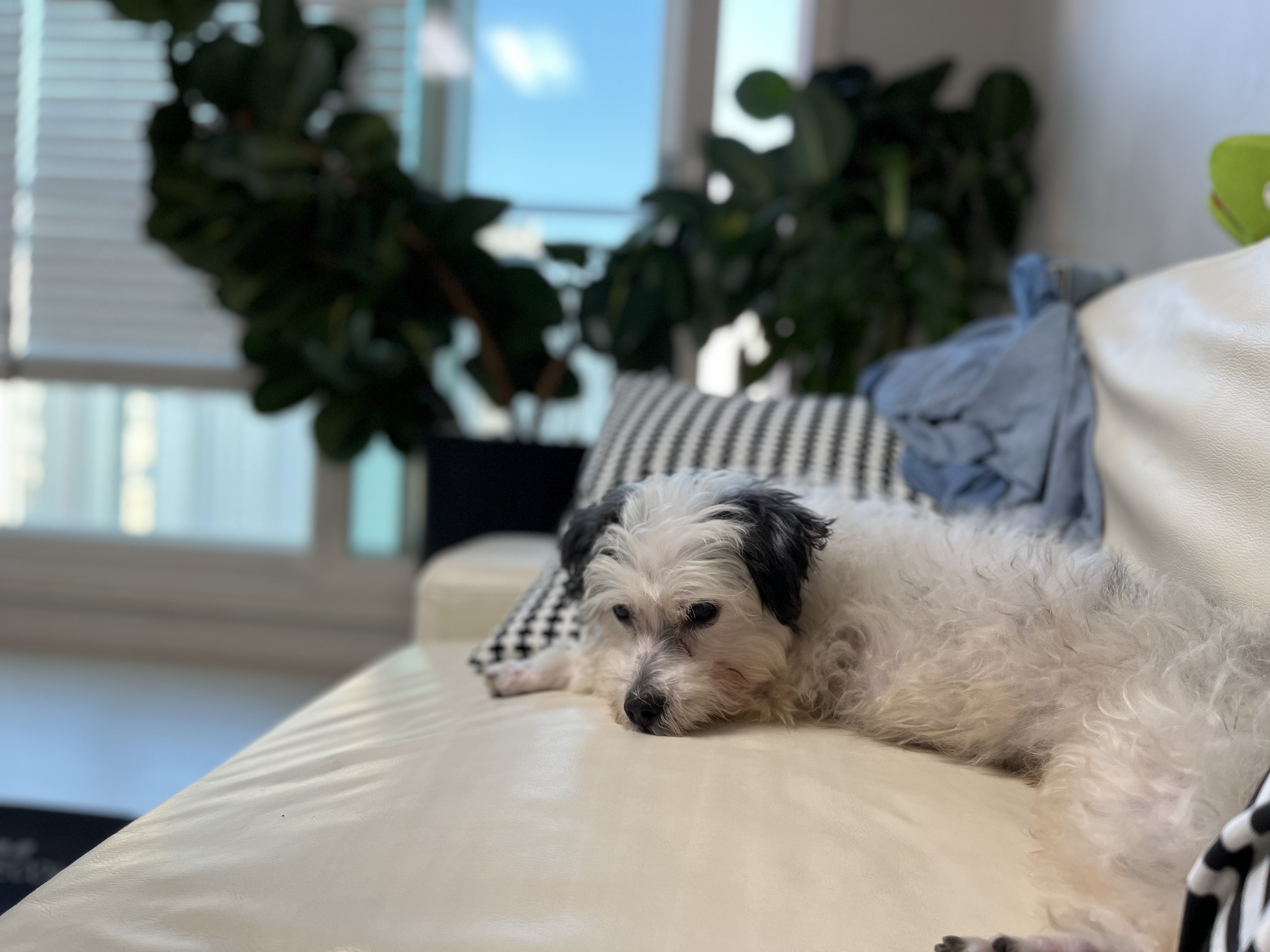 비뭉이(밀리) 일주일 입양 후기