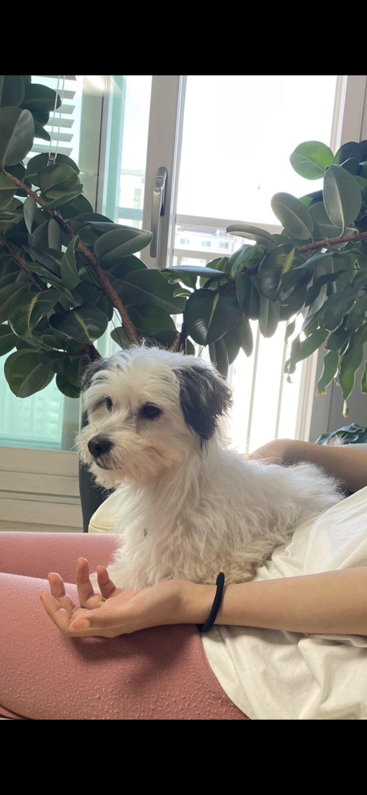 비뭉이(밀리) 일주일 입양 후기