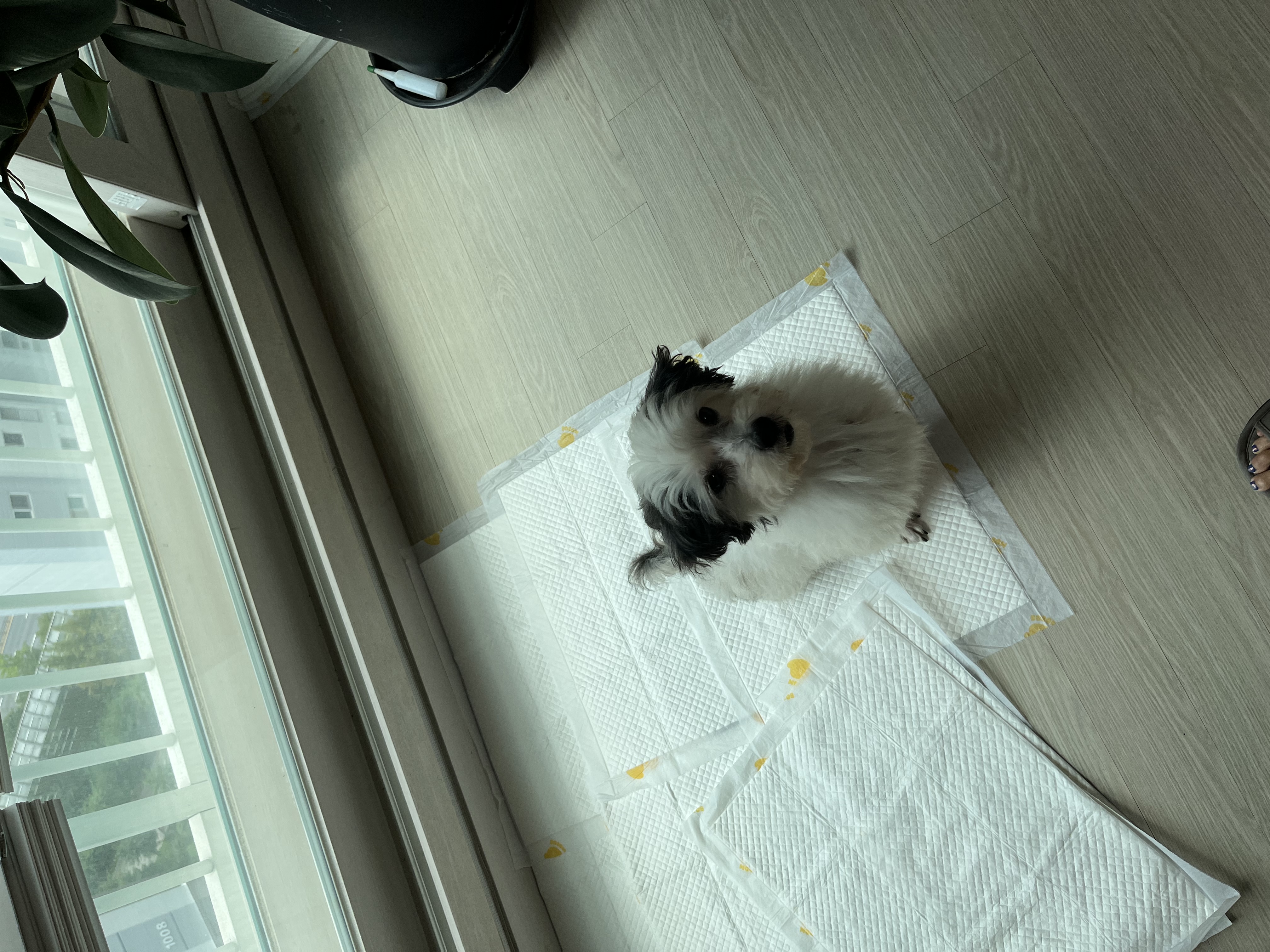 비뭉이(밀리) 일주일 입양 후기