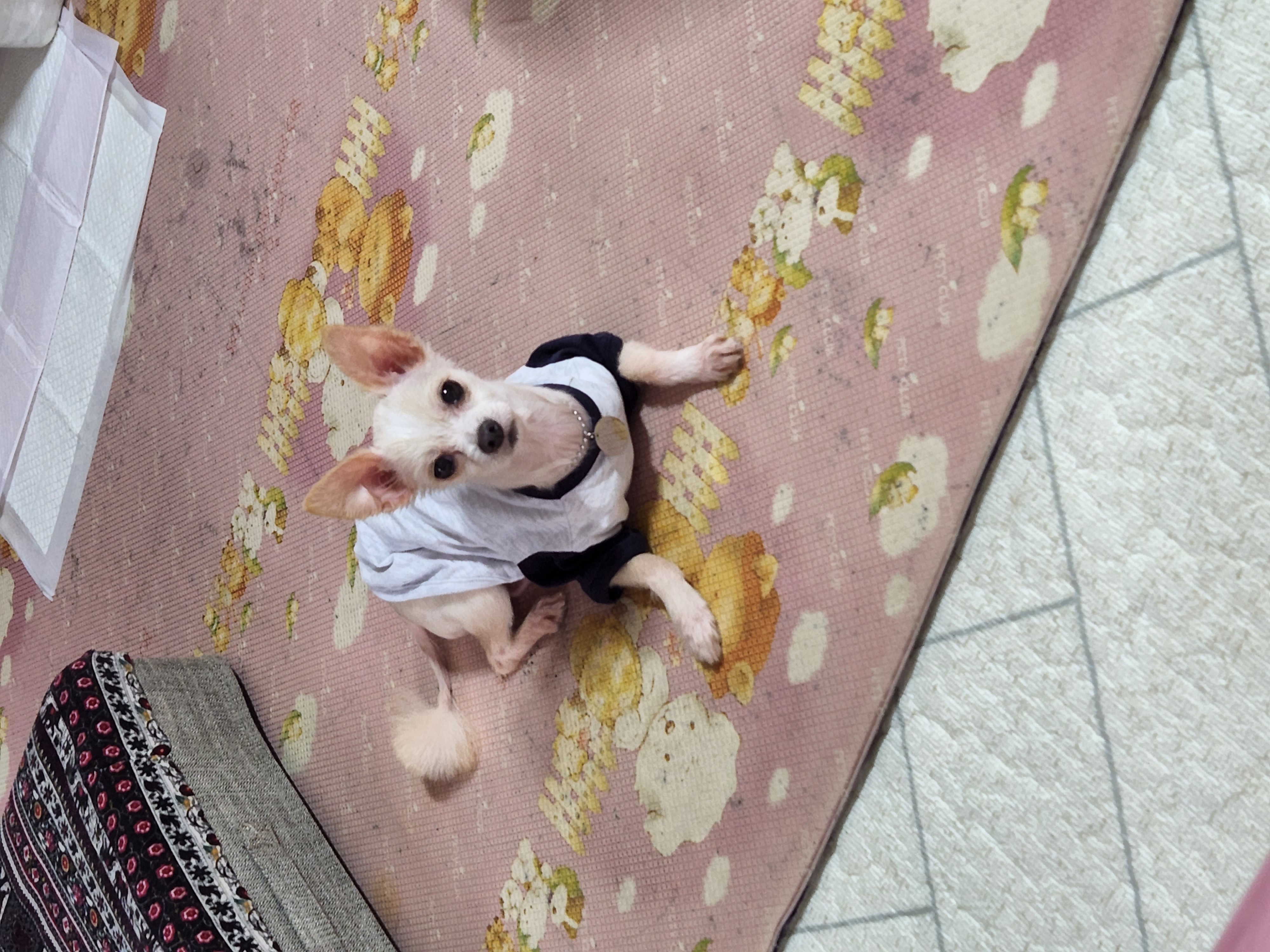 토리(가나)와의  1주일ᆢ