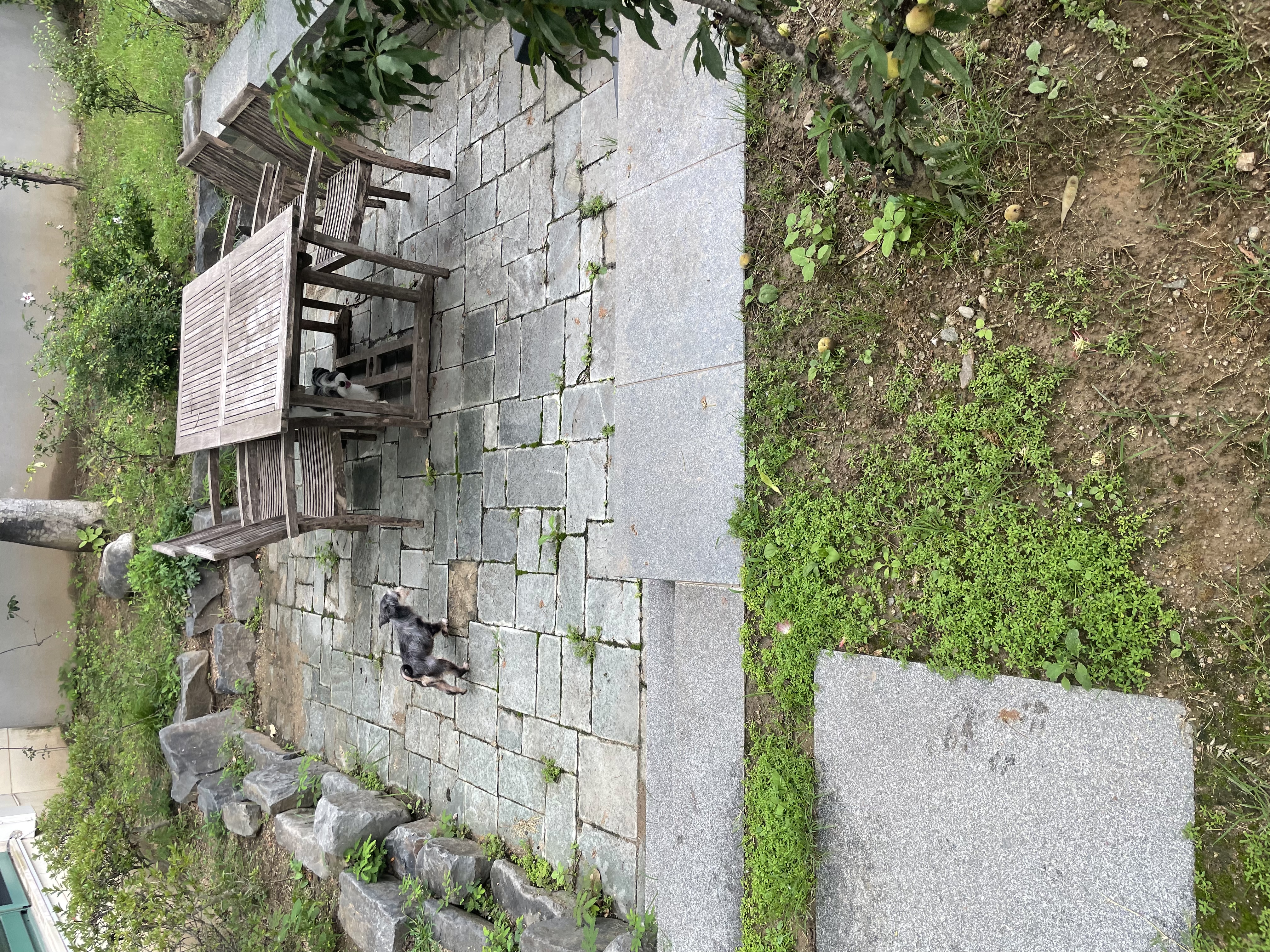 아산 애니멀호더 구조견 삼공이(순심)임보 1주차 에요!