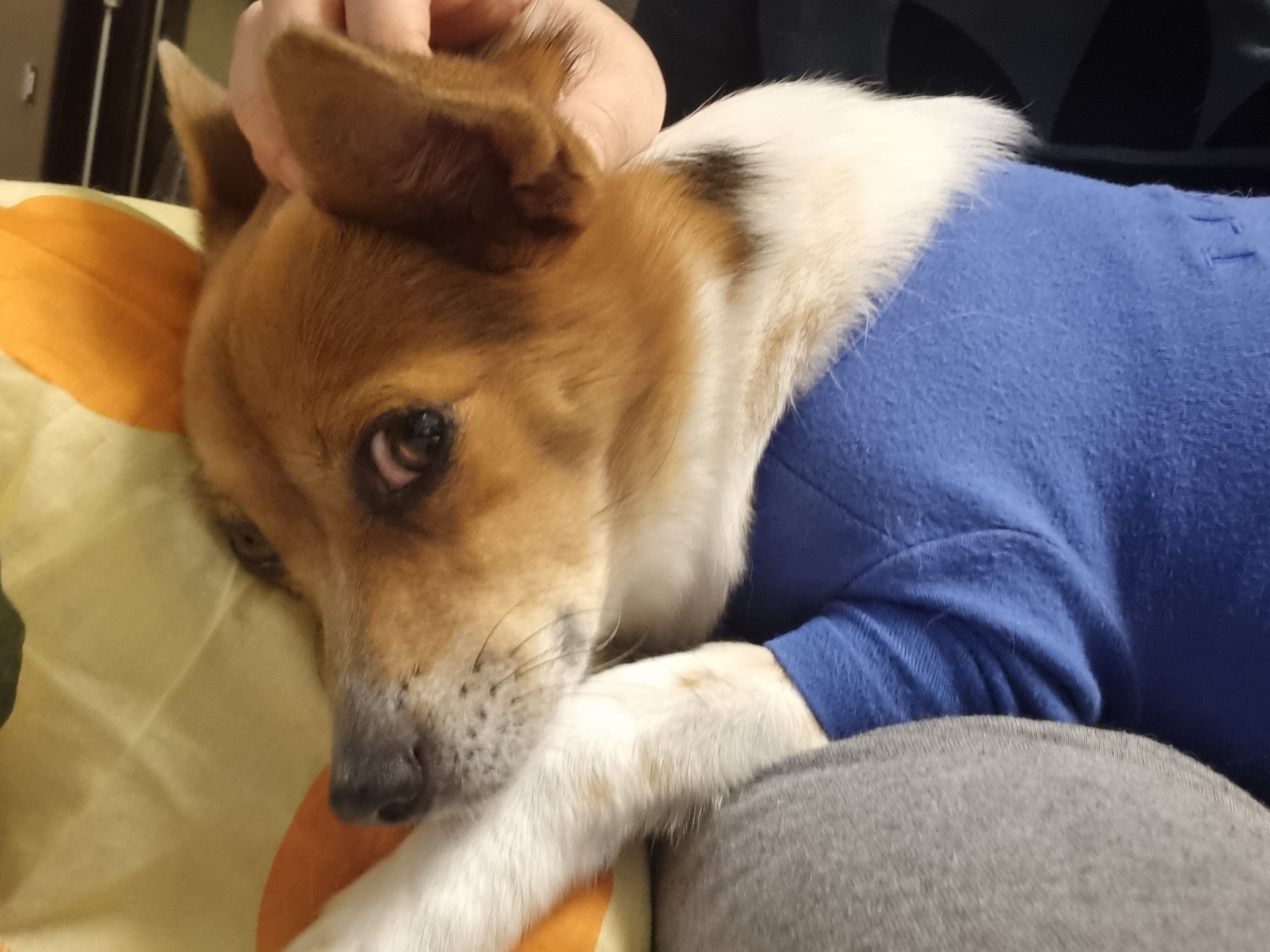 하이가 온지 만 5년 입니다^^