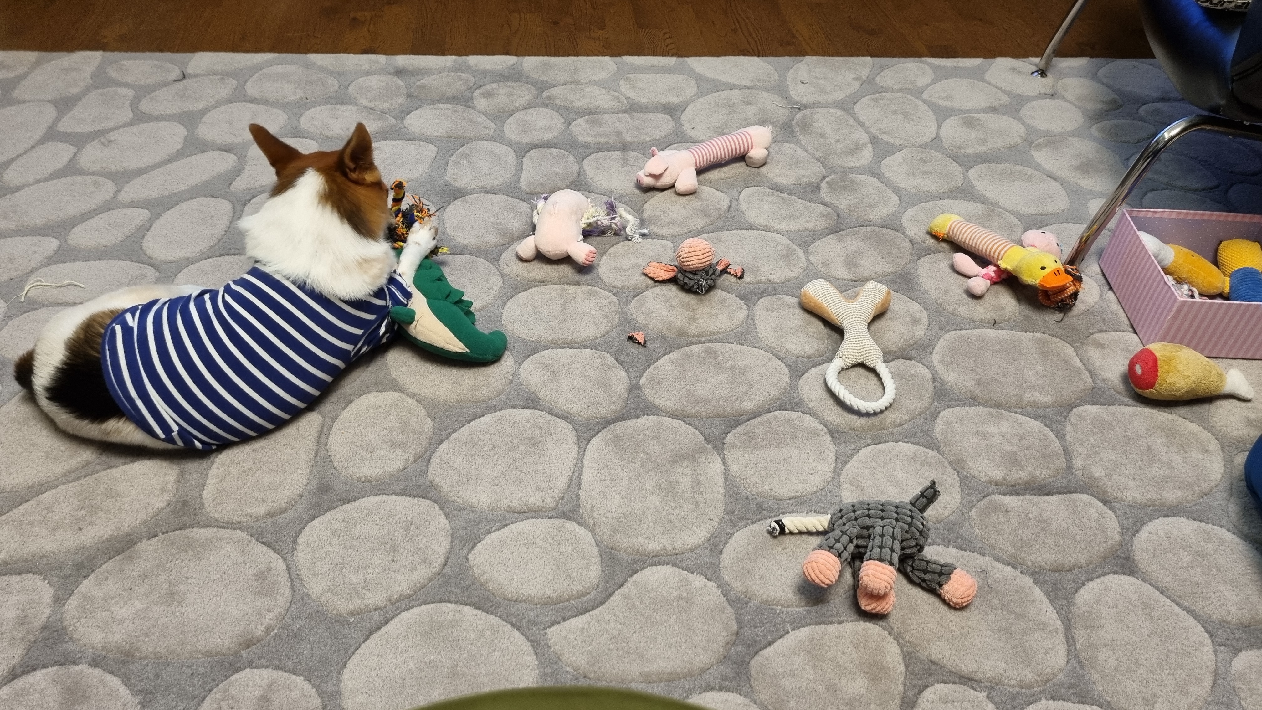 하이가 온지 만 5년 입니다^^