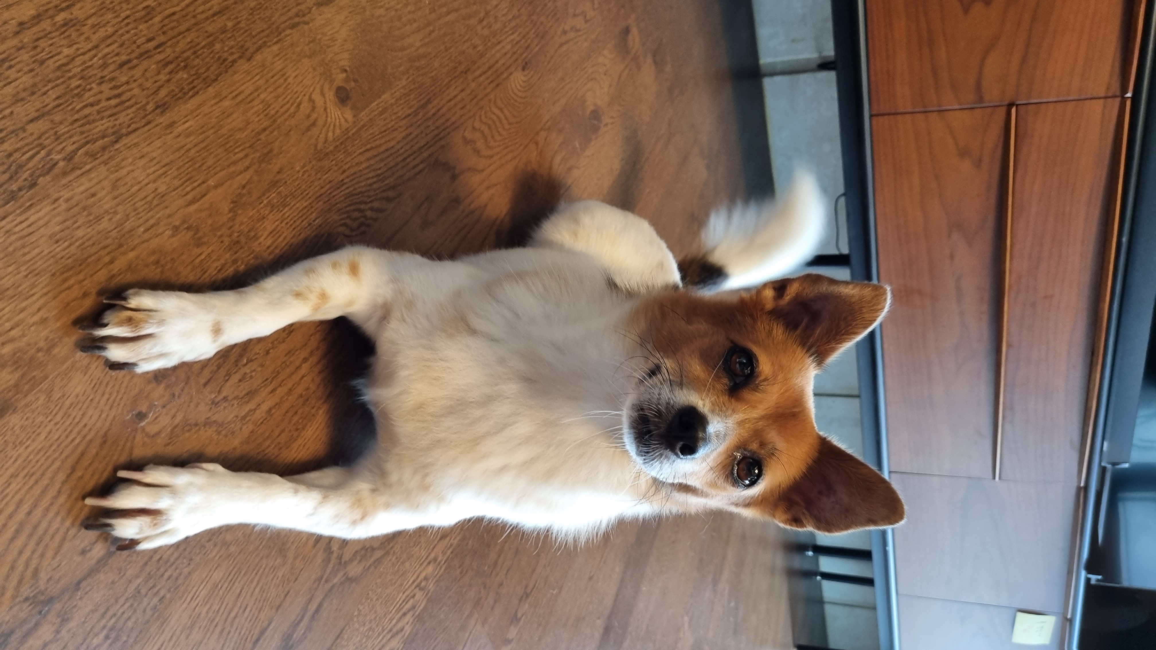 하이가 온지 만 5년 입니다^^