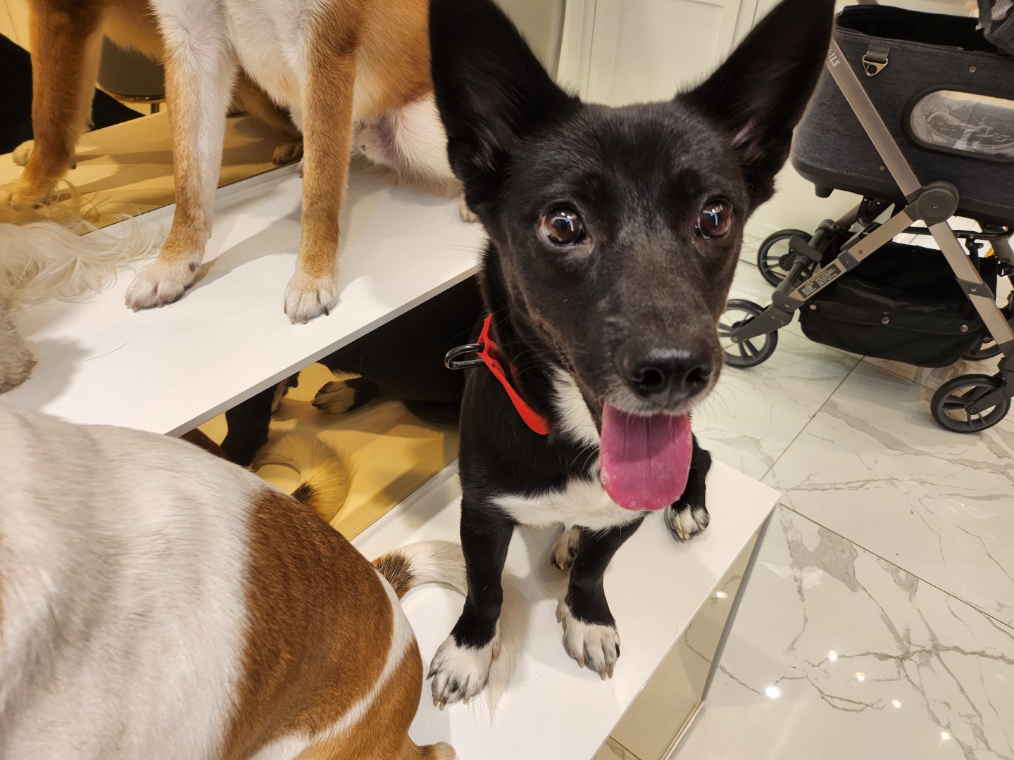 그린이(현 짱어) 3개월차 입양 후기 입니다~