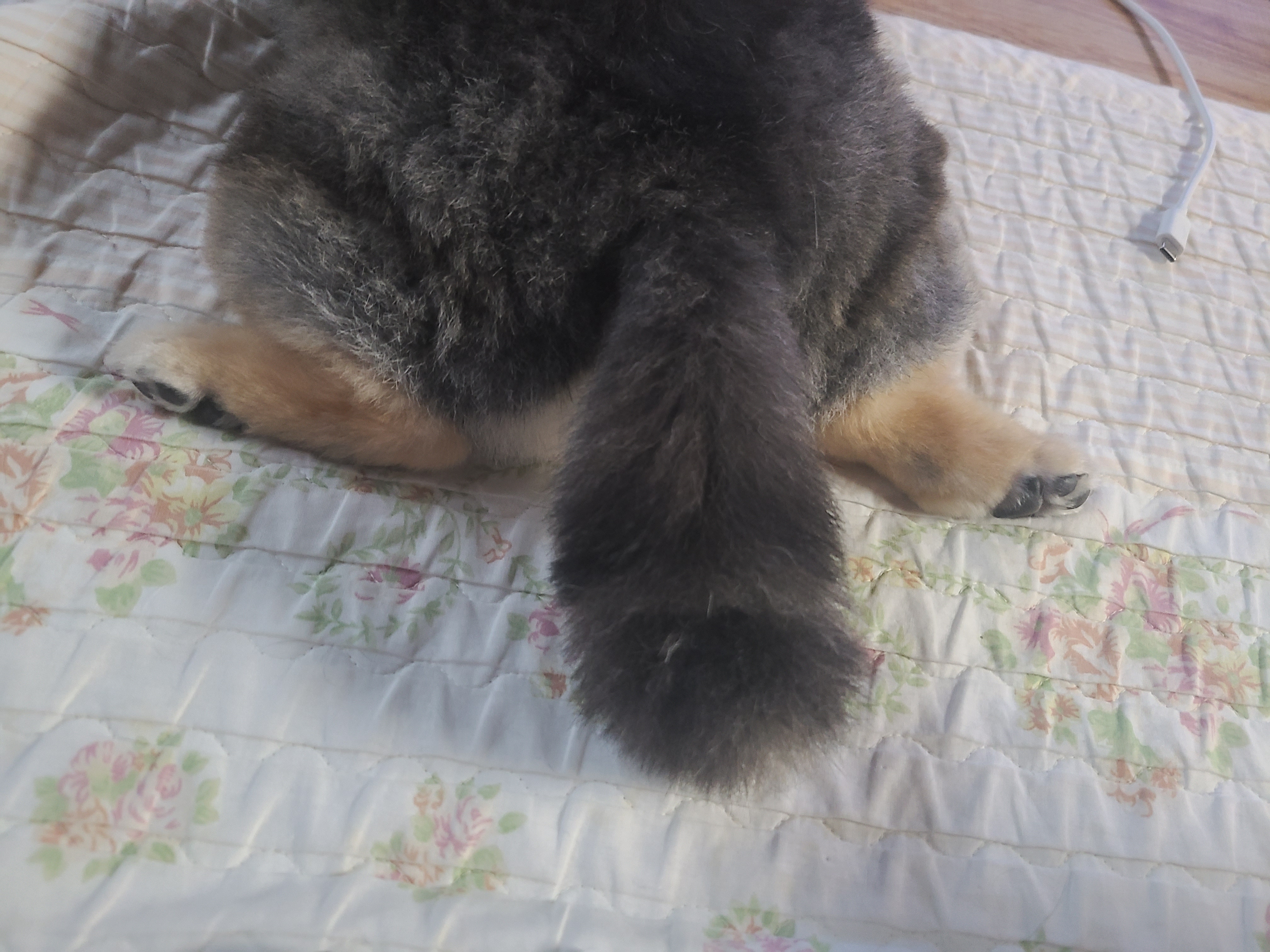 보은 번식장에서 구조됐던 너부리에요