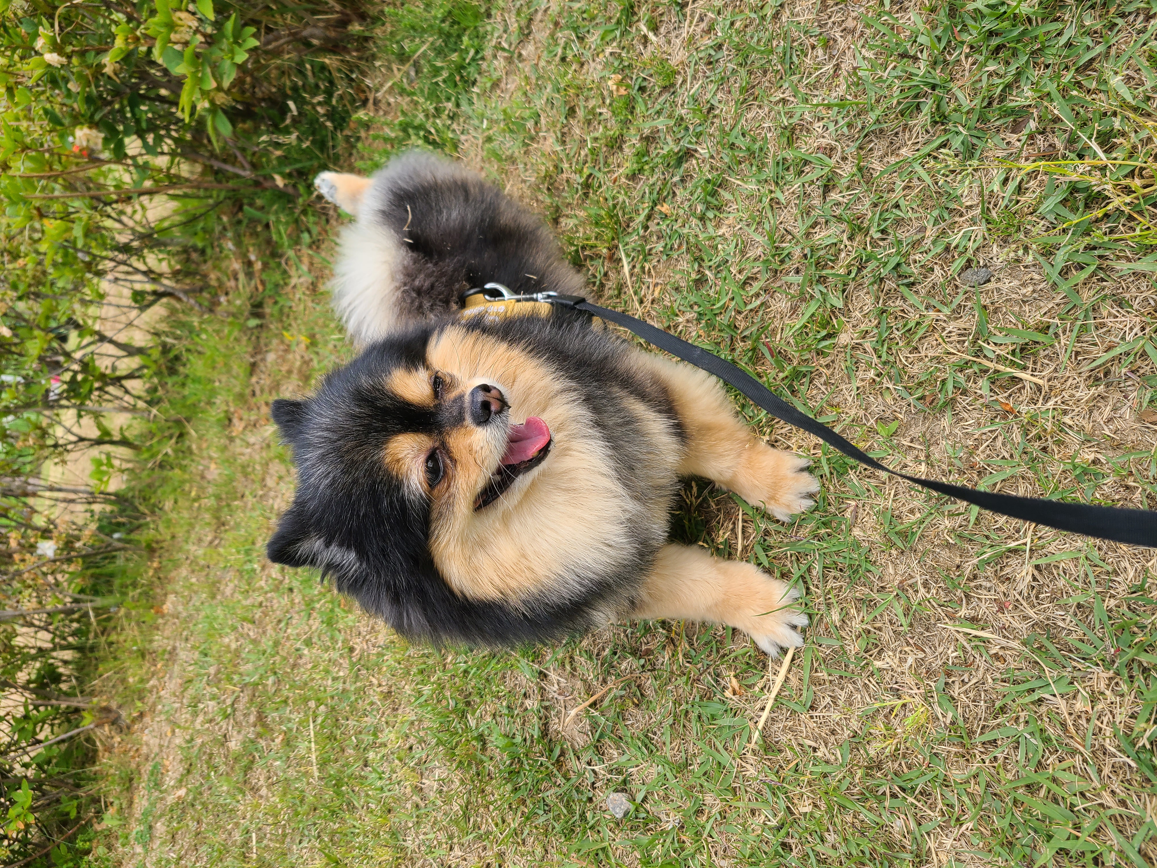 보은 번식장에서 구조됐던 너부리에요