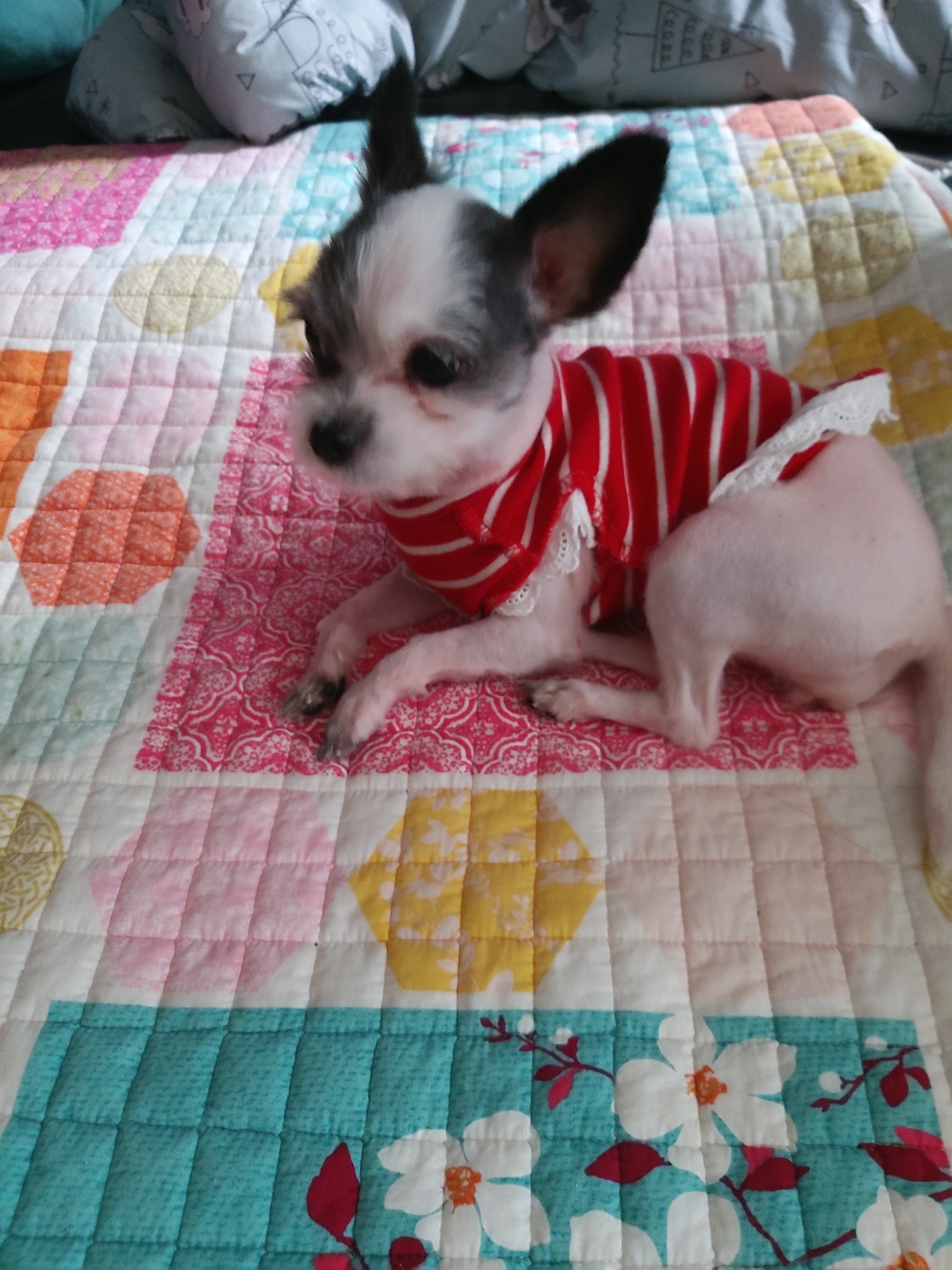콩순이(포삼이) 일주일차