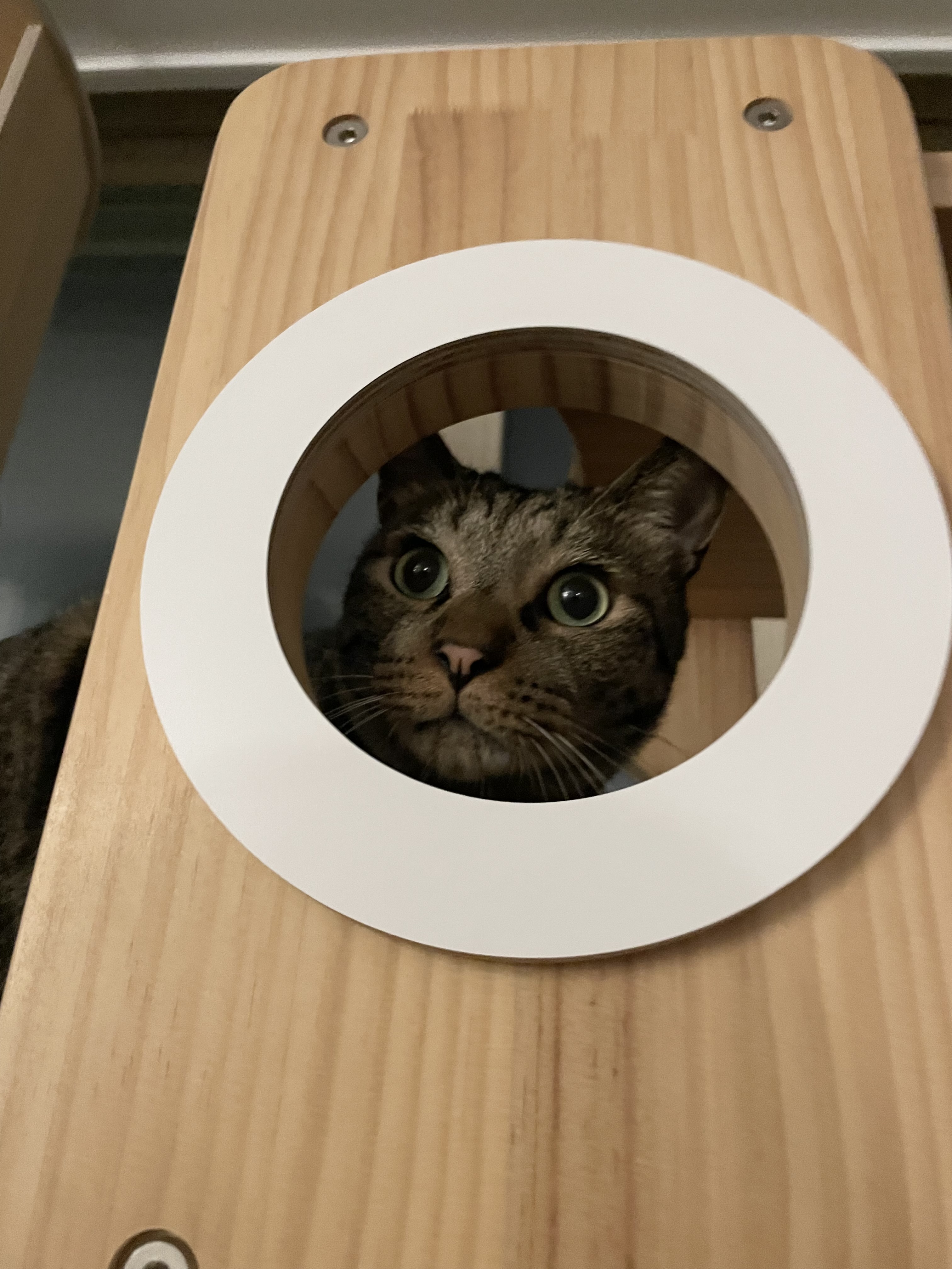 망덕이(매콩) 2주년