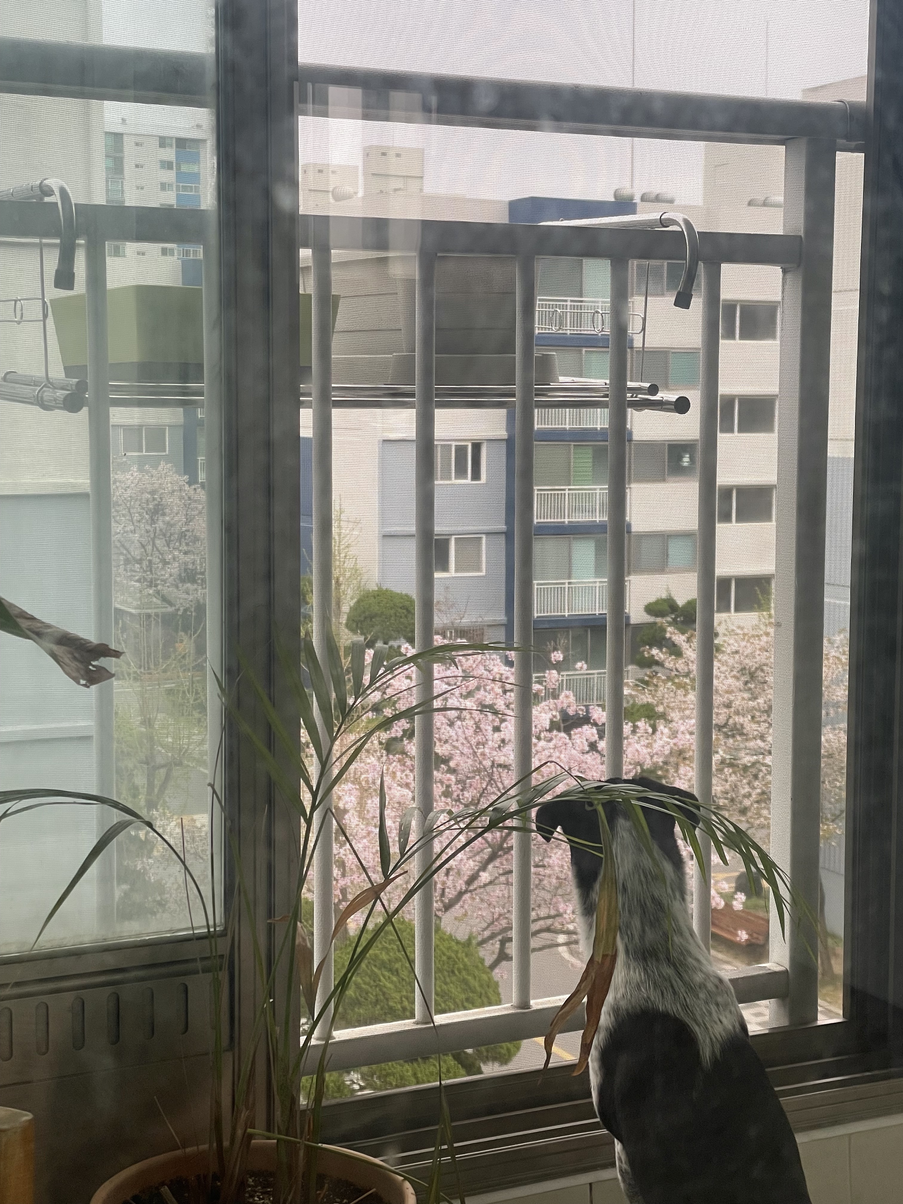 다림(다니) 1주년