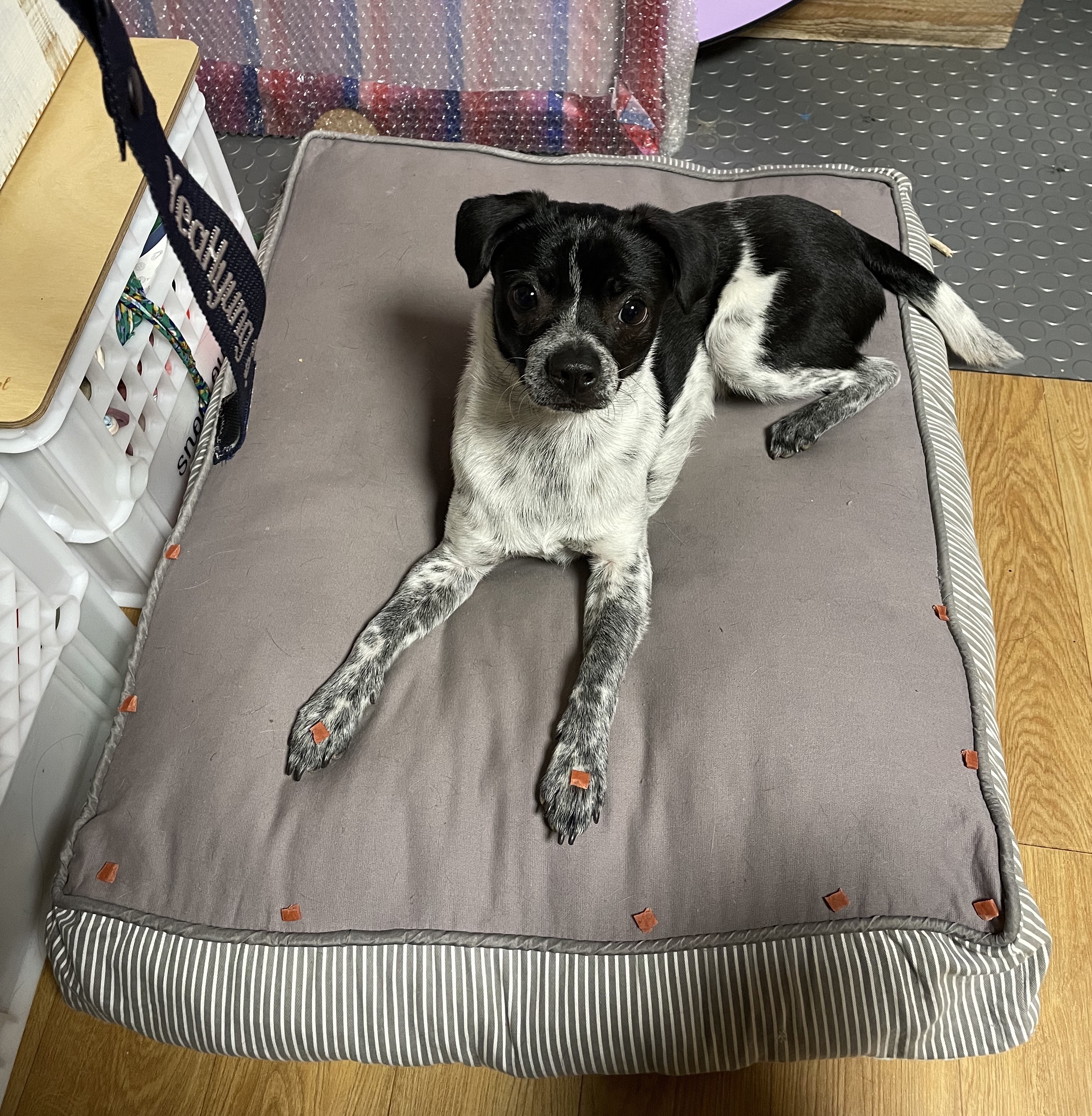 다림(다니) 1주년