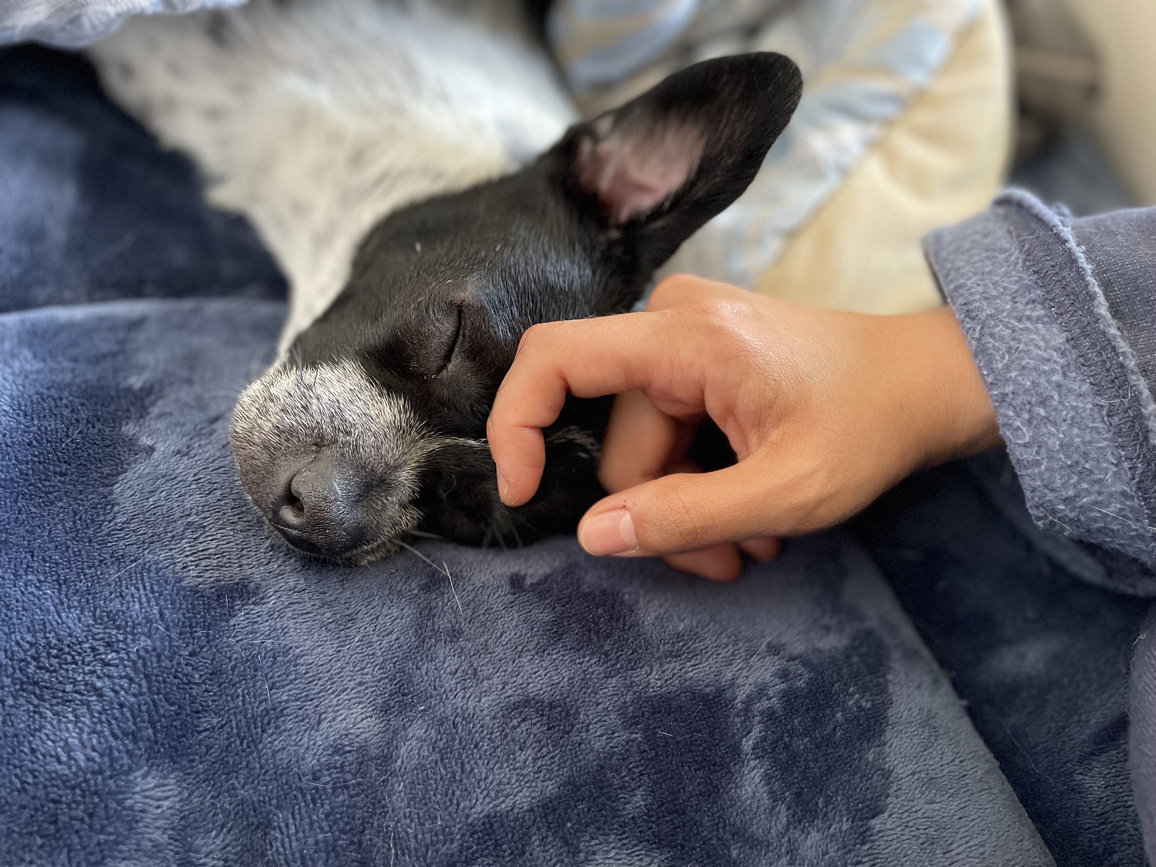 다림(다니) 1주년