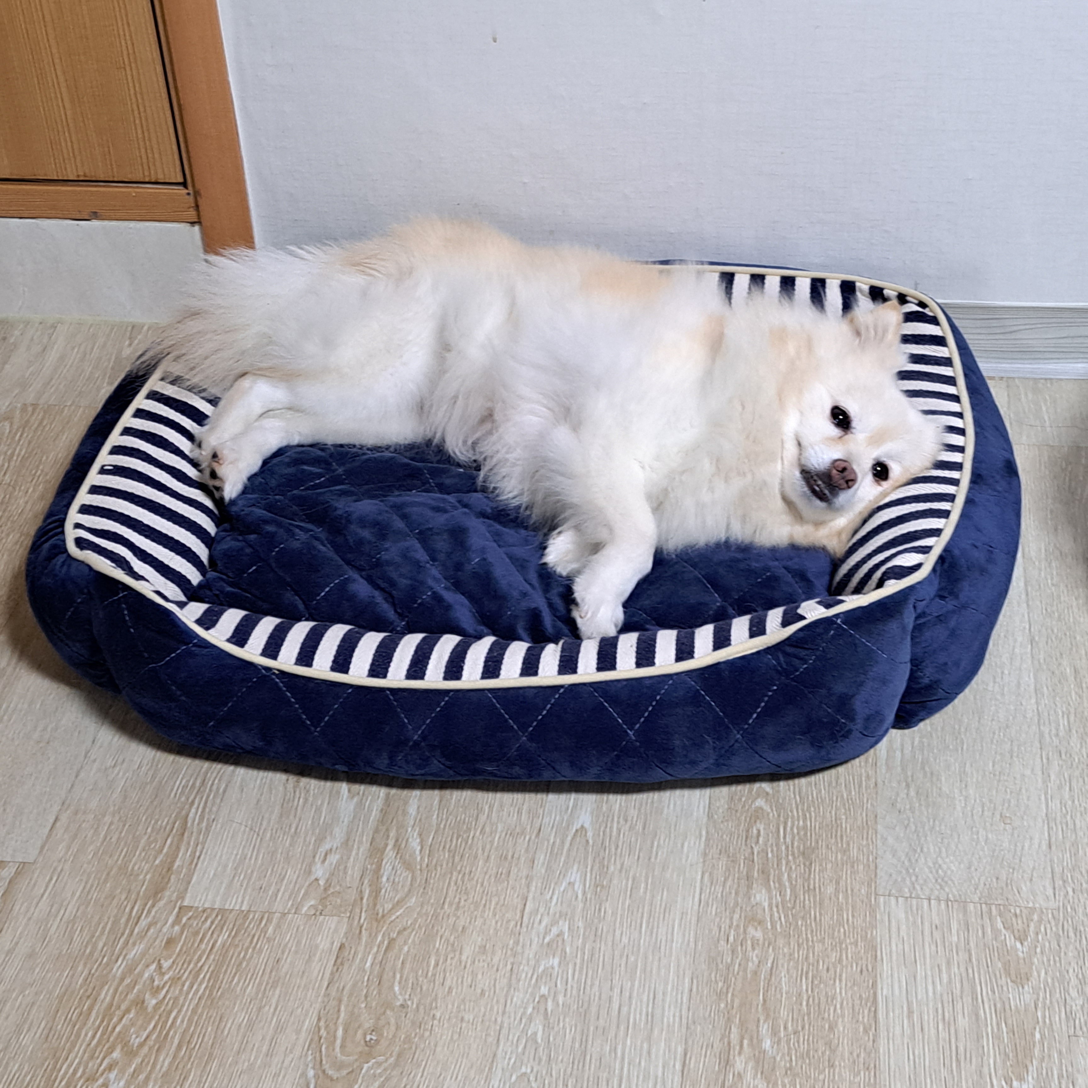 새롬이가 온지 3개월