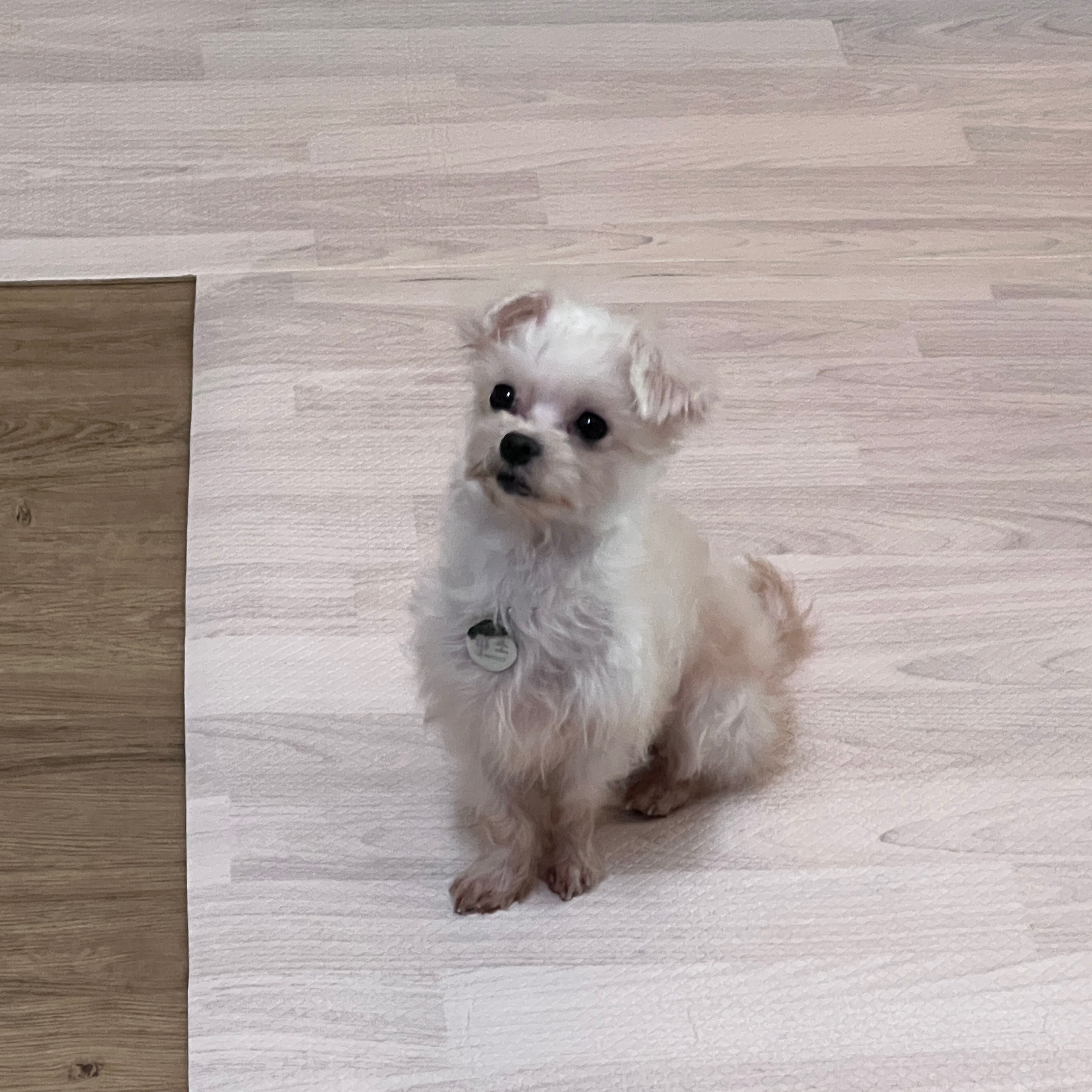 아산구조_삼원이(현 미소)
