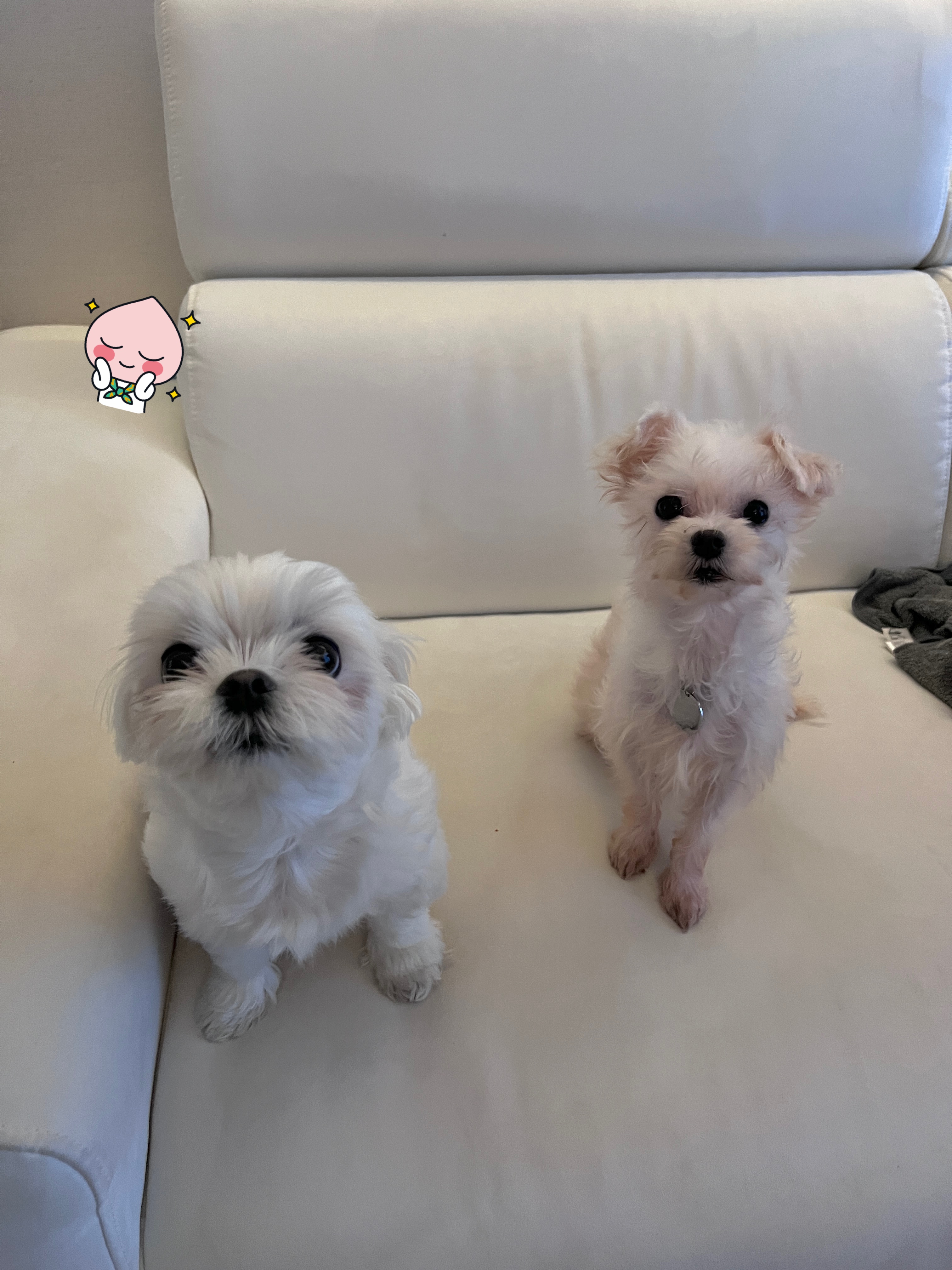 아산구조_삼원이(현 미소)
