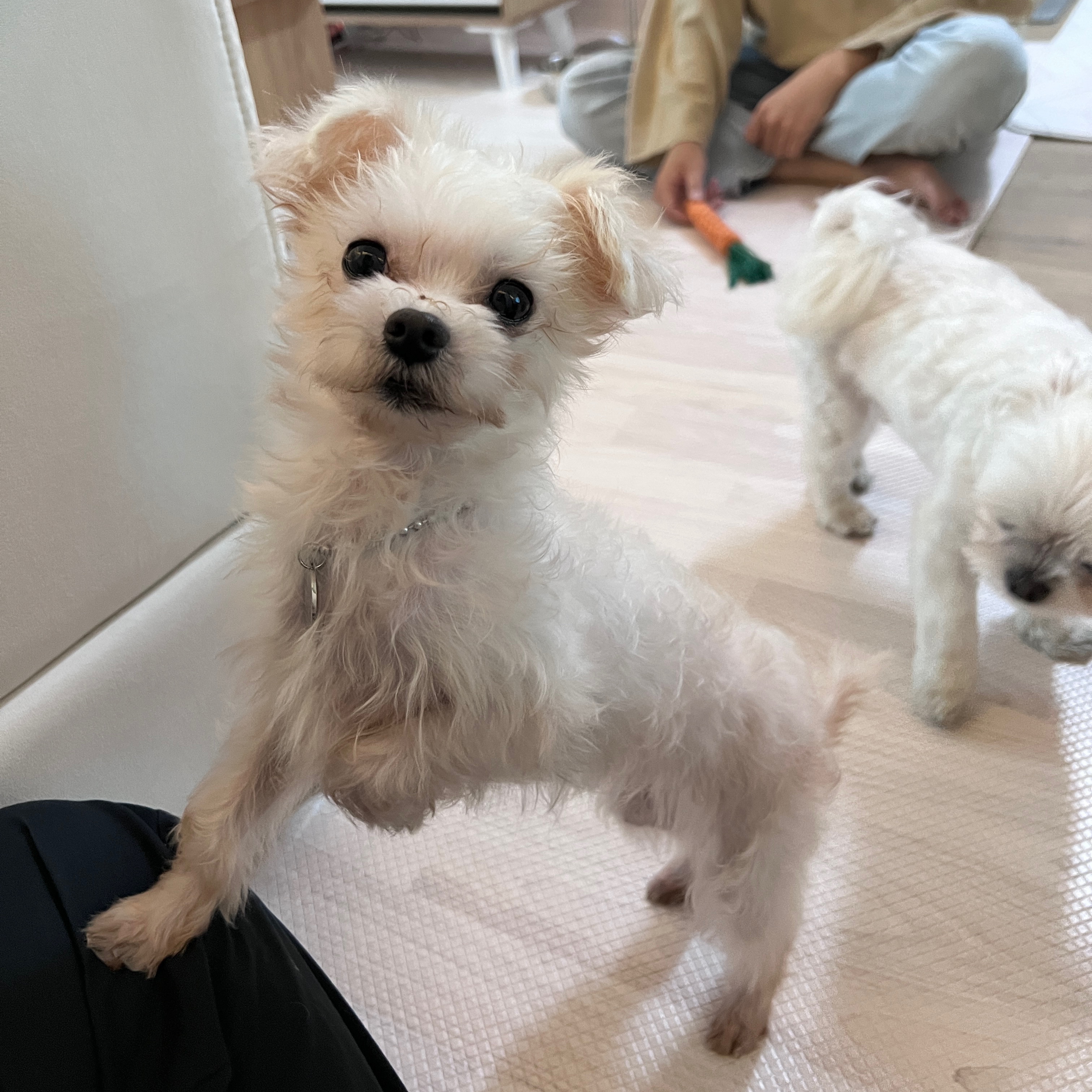 아산구조_삼원이(현 미소)