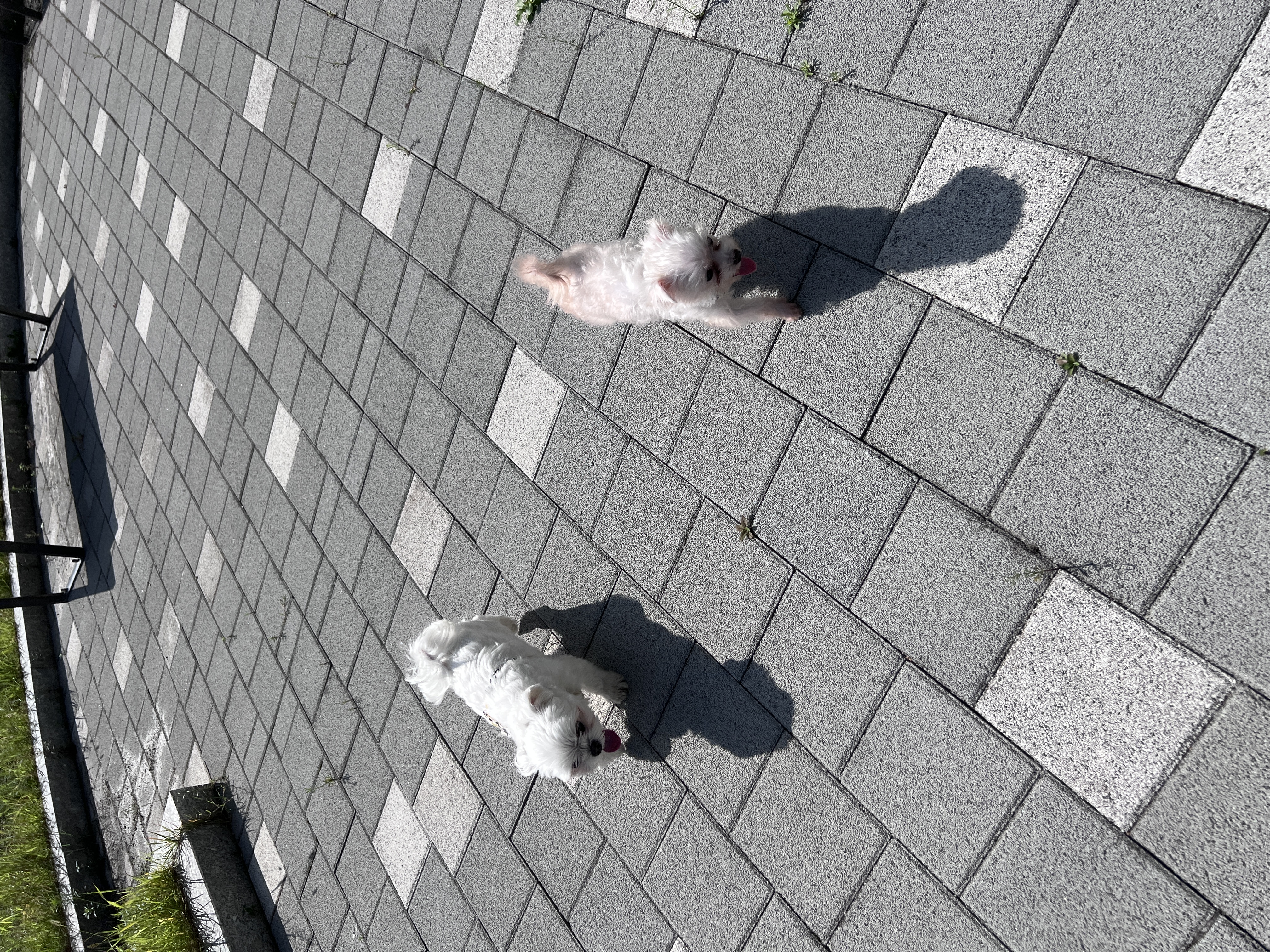 아산구조_삼원이(현 미소)