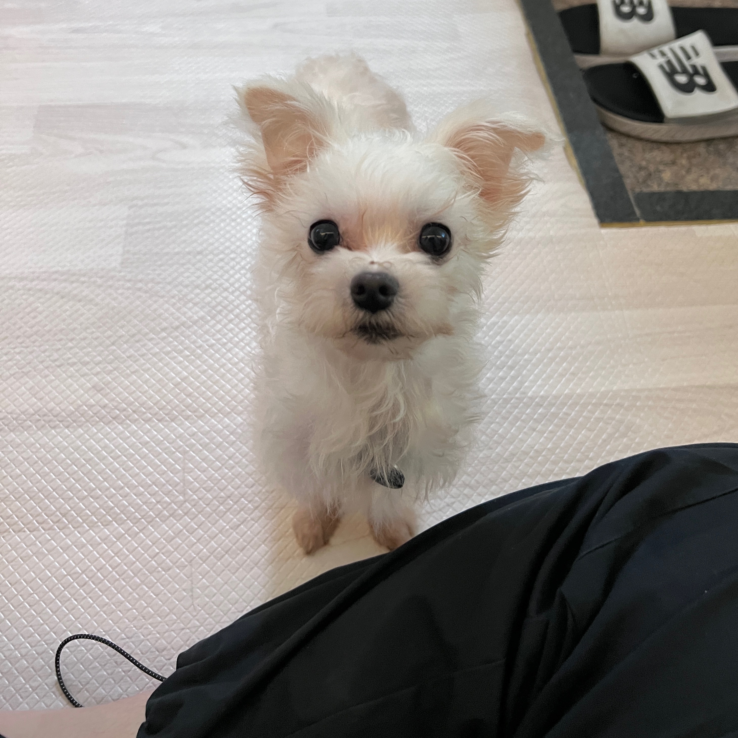 아산구조_삼원이(현 미소)