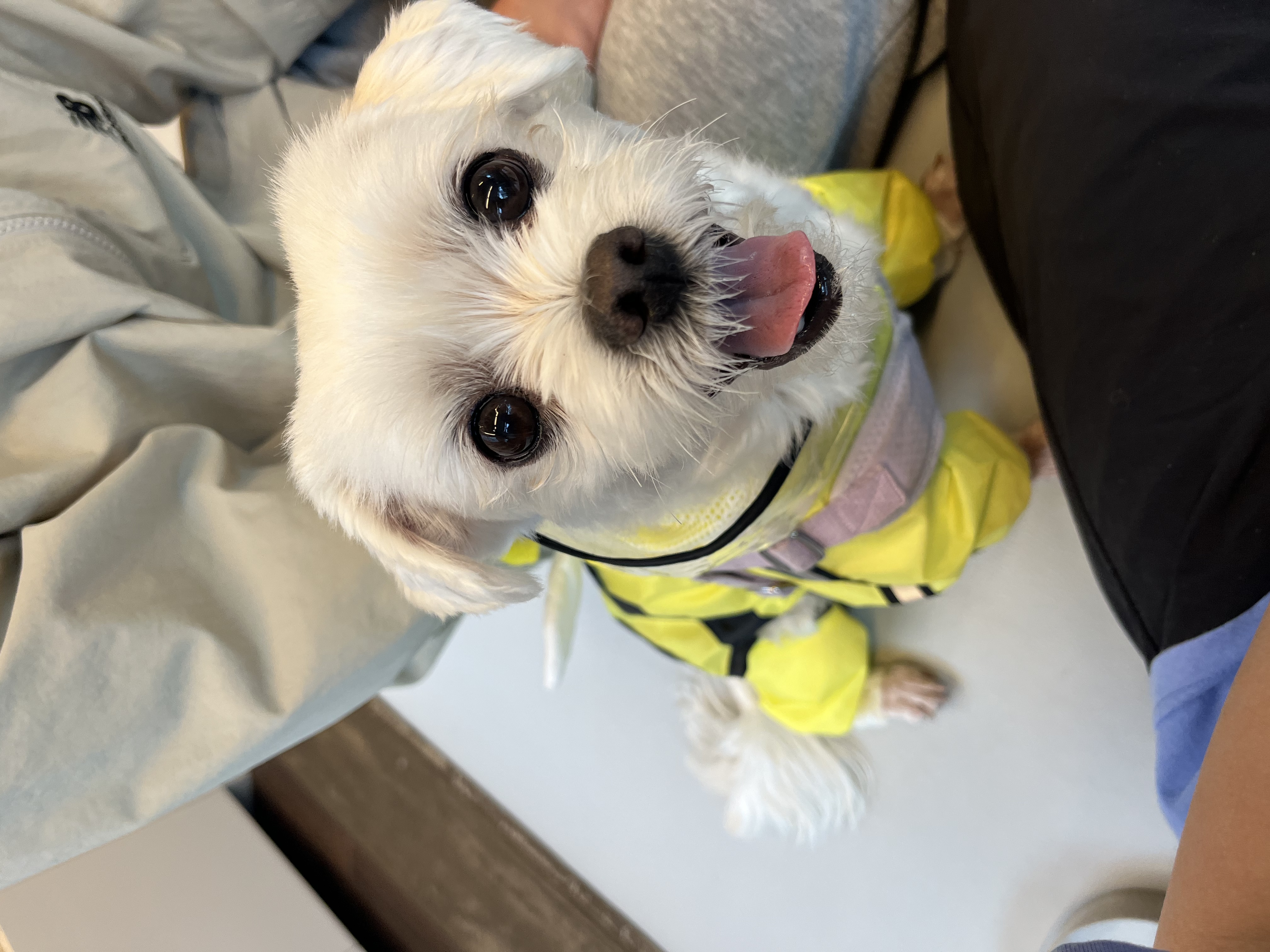 💛삼숙이 입양 후 1년💛