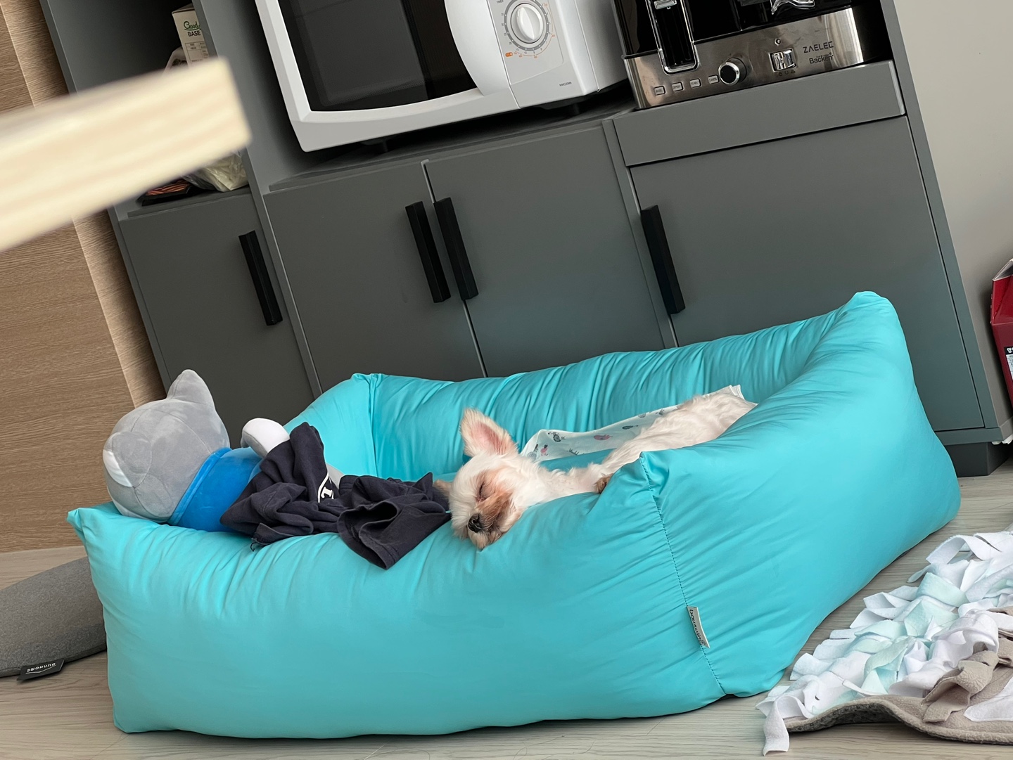 아산구조견 오슬이