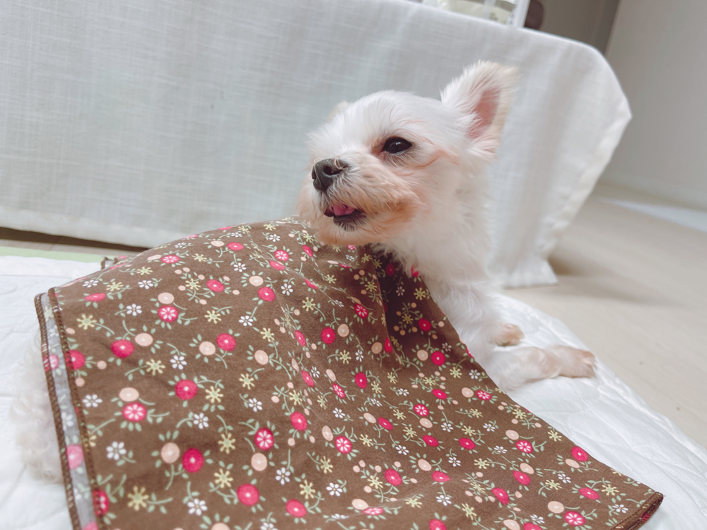 아산구조견 오슬이