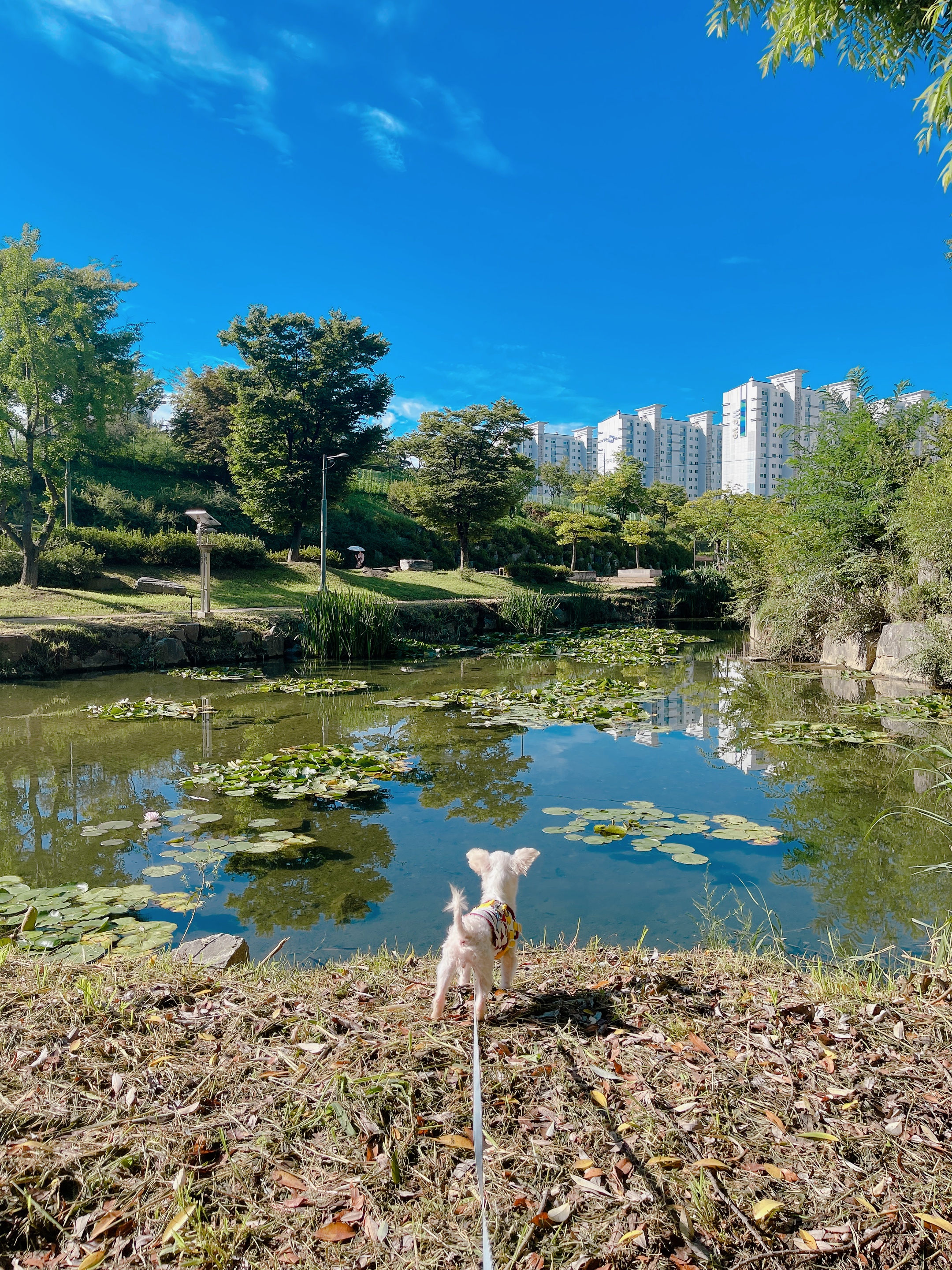 아산구조견 오슬이