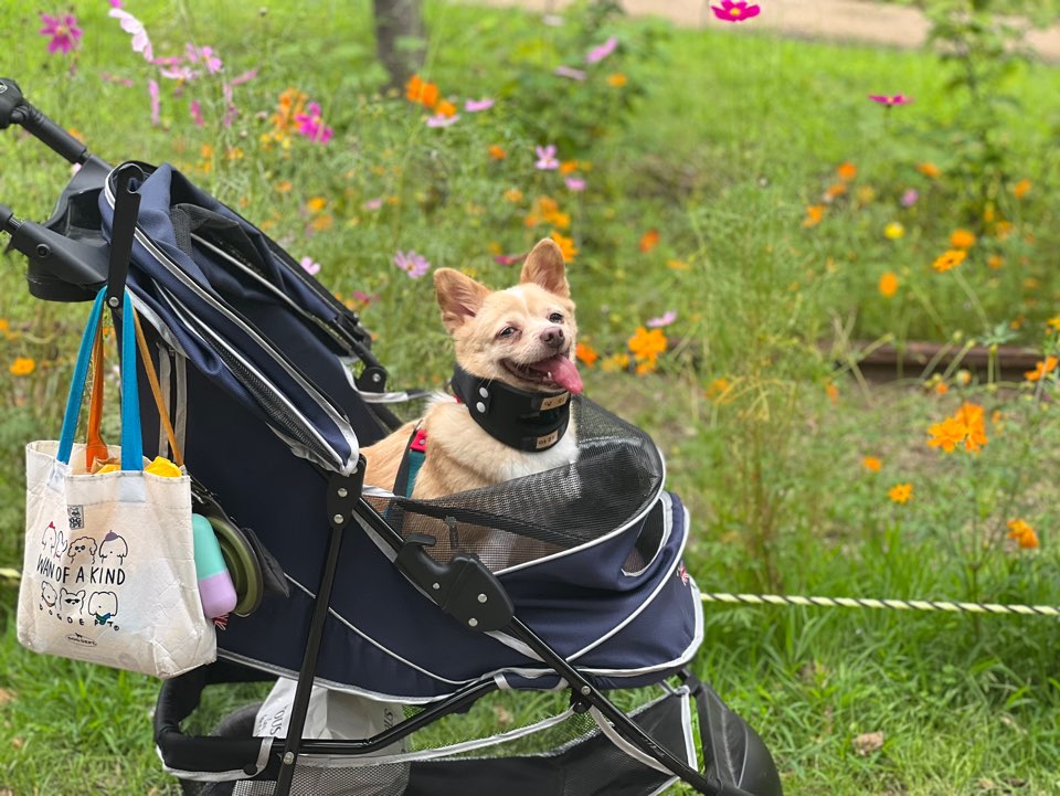 가람이 임보 1주일차입니다 